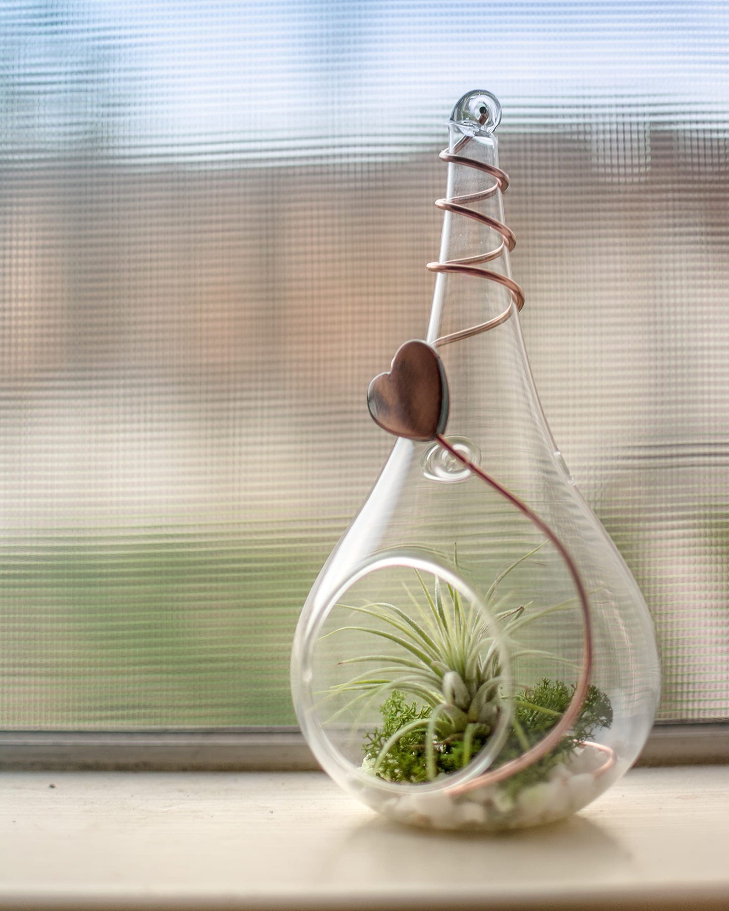 Air Plant Low Light House Plants Box 10PK, Tillandsia Air Plants Live Houseplants Live Indoor Plants Live Succulents Plants Live Terrarium Plants Live, Air Plant Holder Airplant Kit by Plants for Pets
