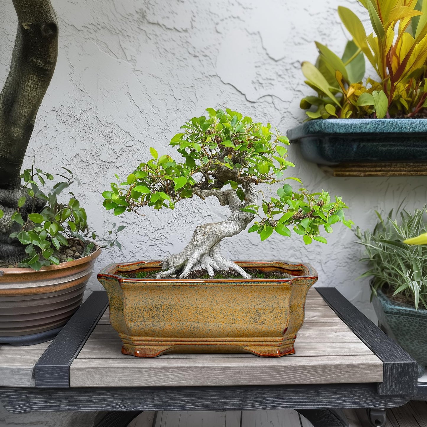 Teagas Bonsai Tree Pots 11.6 Inch - Ceramic Bonsai Planter for Succulent Plants, Succulent Pots with Drainage Hole, Large Indoor Flower Pot, Home Decor, Plant Lover Gifts, Rectangular Yellowish Brown