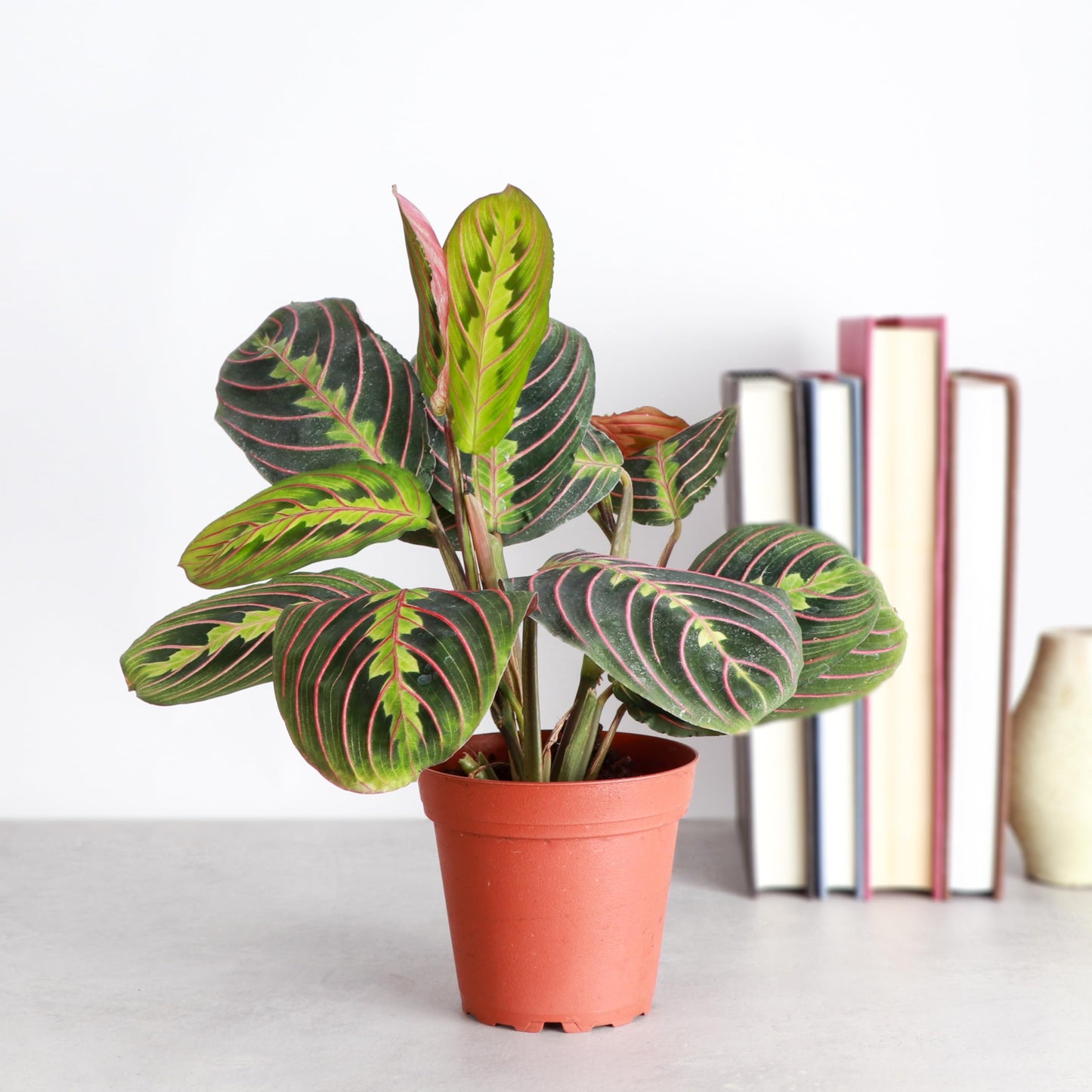 Thorsen's Greenhouse Red Prayer Plant, Live Indoor Plant, Pet Friendly, Popular Houseplant, Red Maranta, Easy to Grow, 4" Diameter Pot (Nursery Pot)