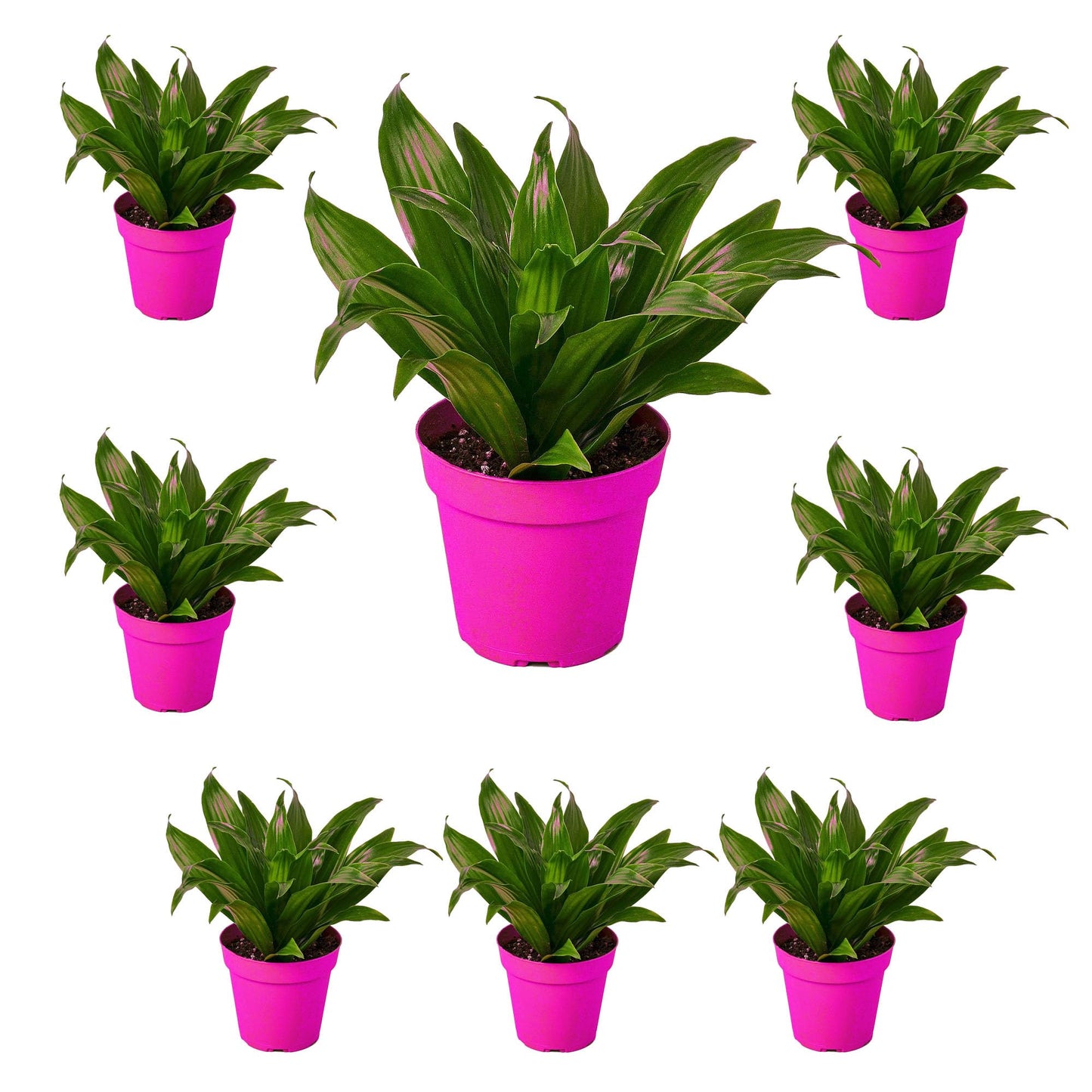8 Pack Dracaena 'Janet Craig' in 3in Pot - Live Plants Tropical Houseplants | Variegated | USA Growers | The Snobby Leaf