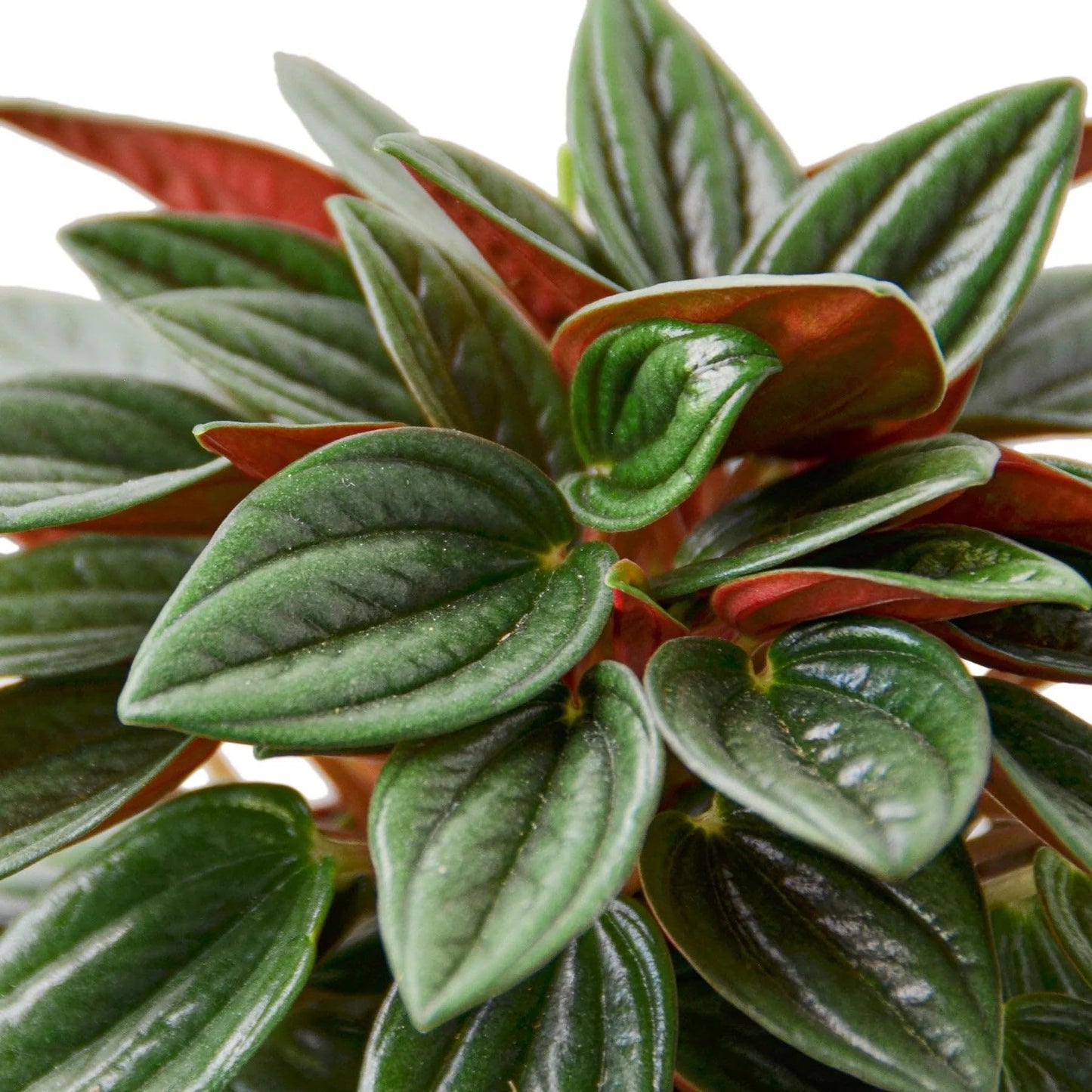 Peperomia Rosso in 4in Pot - Live Plants Tropical Houseplants | Variegated | USA Growers | The Snobby Leaf
