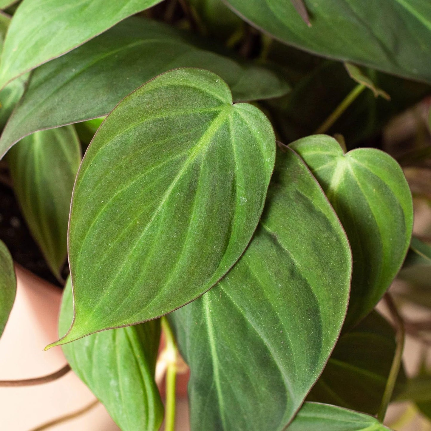 Philodendron 'Velvet' | Live Plant for Indoor & Outdoor | for Living Room, Office, Bathroom | (6" Pot)