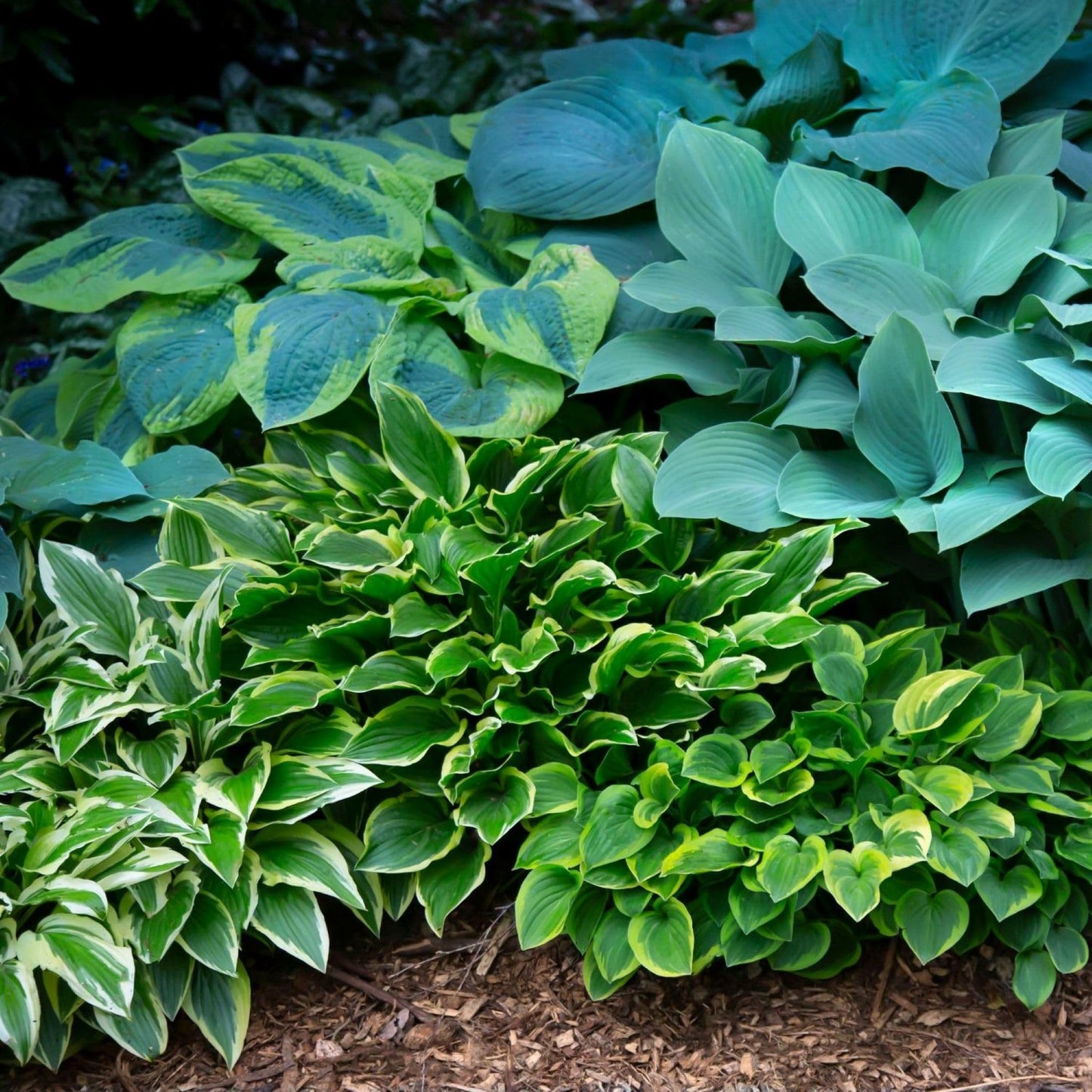 Easy to Grow Hosta Bumper Crop Mix 30 Trimmed Roots - Mixed Varieties Colorful Foliage, Summer Flowers Partial to Full Shade Zones 3-8