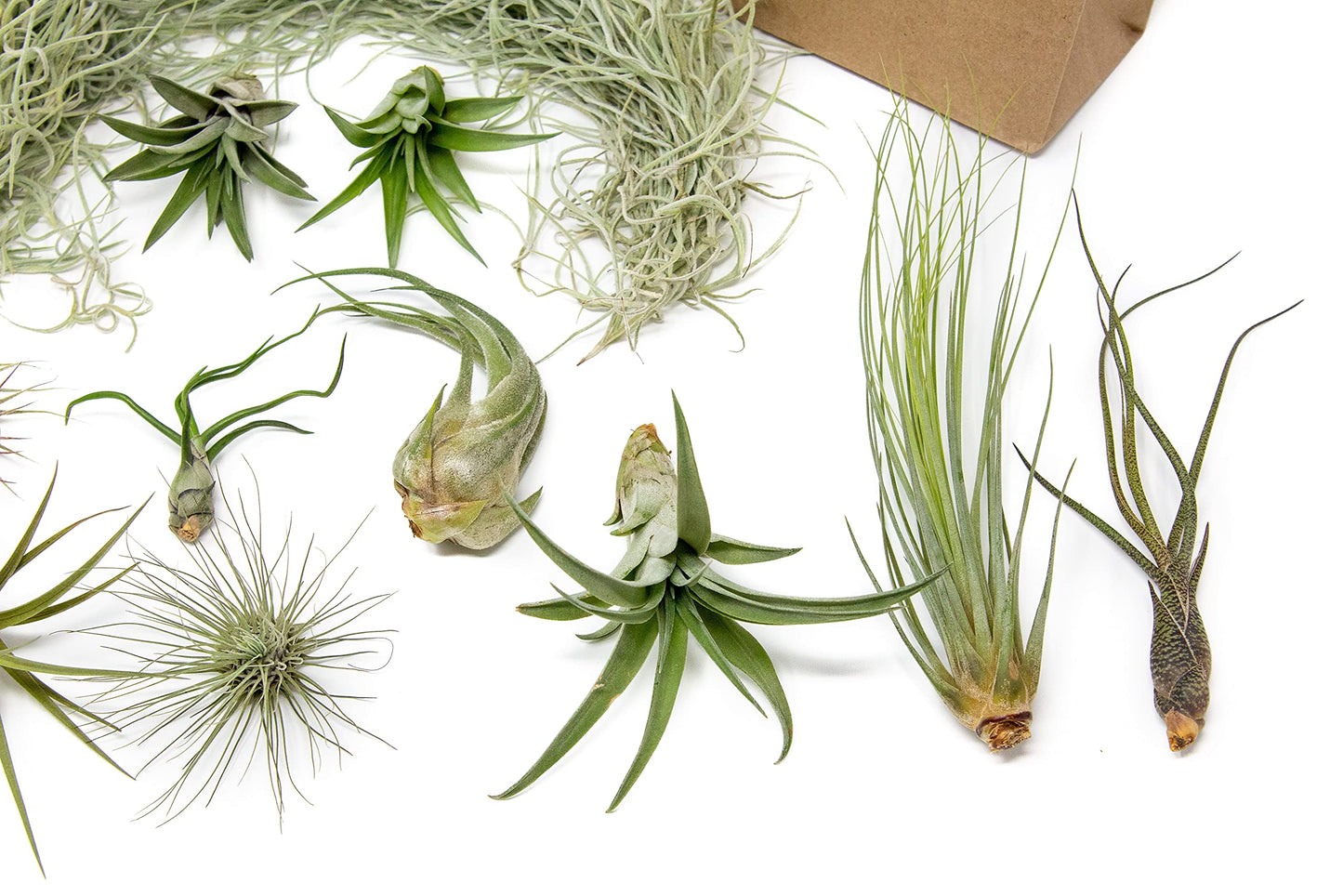 10 Pack Grab Bag Air Plants Gift Wrapped with Tillandsia Usneiodes Spanish Moss - Live Tillandsia - Easy Care House Plant - Succulents - 30 Day Guarantee