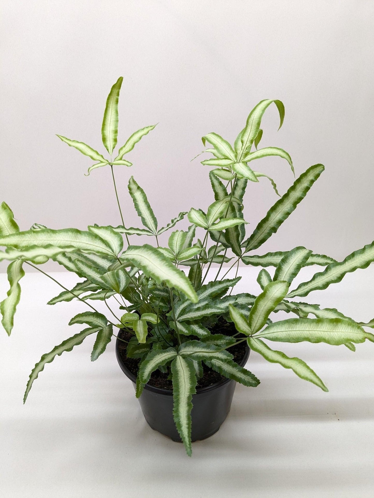 Pteris Cretica 'Albo Fern' | Live Plant for Indoor & Outdoor | for Living Room, Office, Bathroom | (6" Pot)