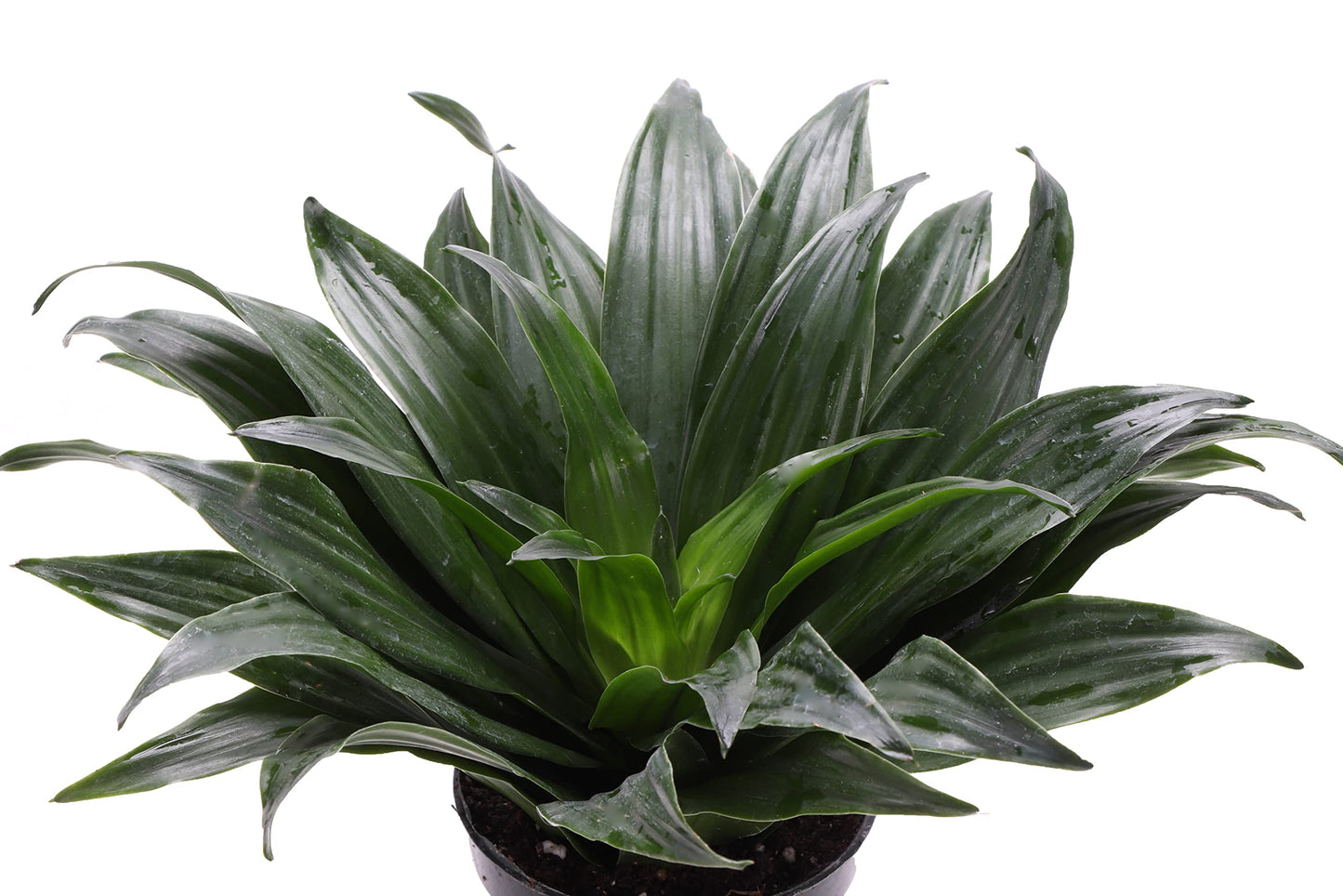Thorsen's Greenhouse Low Light Houseplant Set, Easy Care Plants, Set of 3 Plants, Live Indoor Plants, 4" Diameter, Classic Pots (White)