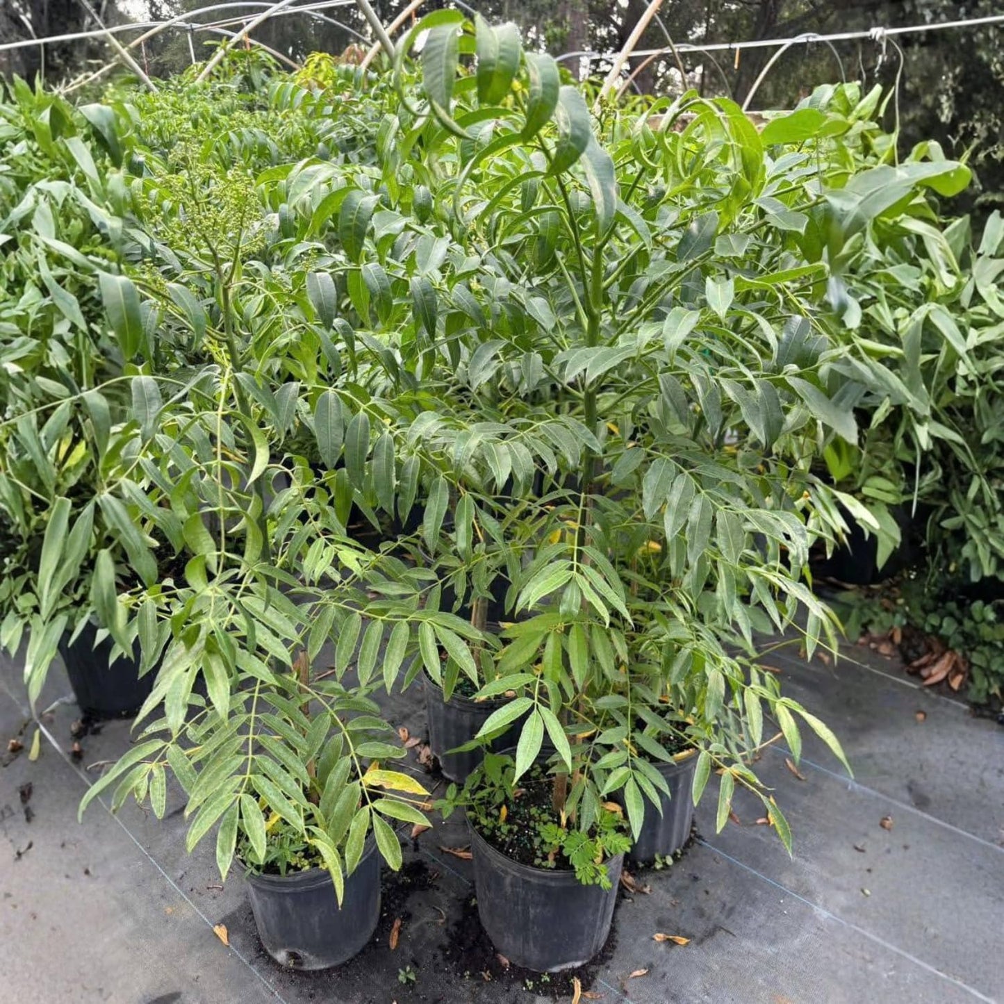 Thai June Plum Tree Live Plant in 3 Gallon Pot, 2-3 Years Old Well-Rooted, Ready to Transplant Outdoor, Fast-Growing