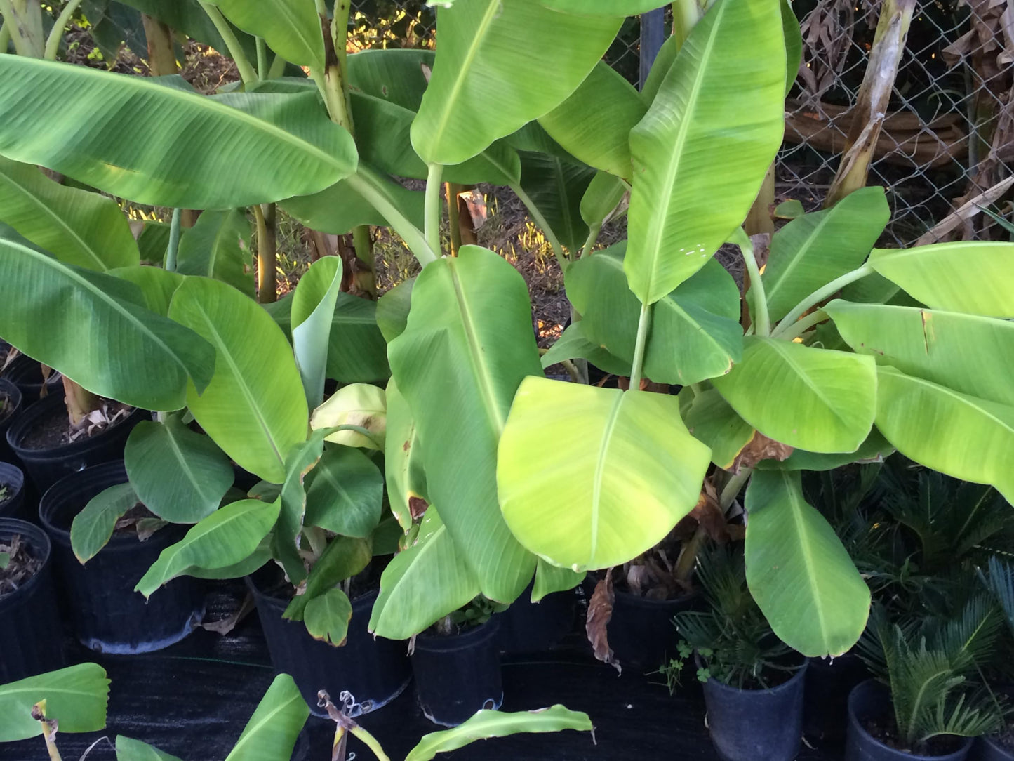 Banana Plant, Orinoco Banana, 'Musa accuminata' (Medium 13" - 24")