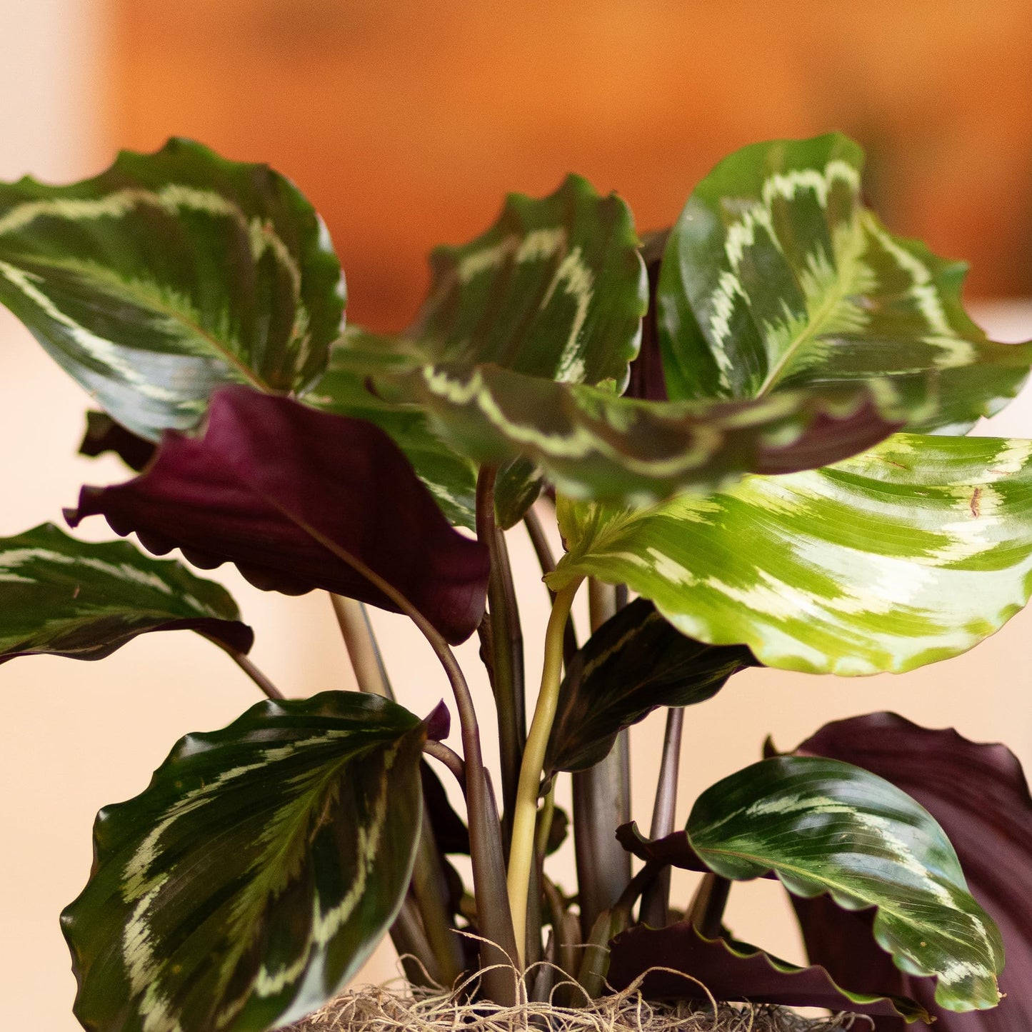 Plants for Pets Calathea Medallion, Pet Friendly Prayer Decor in 6" White Pot, Live Houseplant Gift, Cat Safe, Decorative Desk House Plants by Plants for Pets