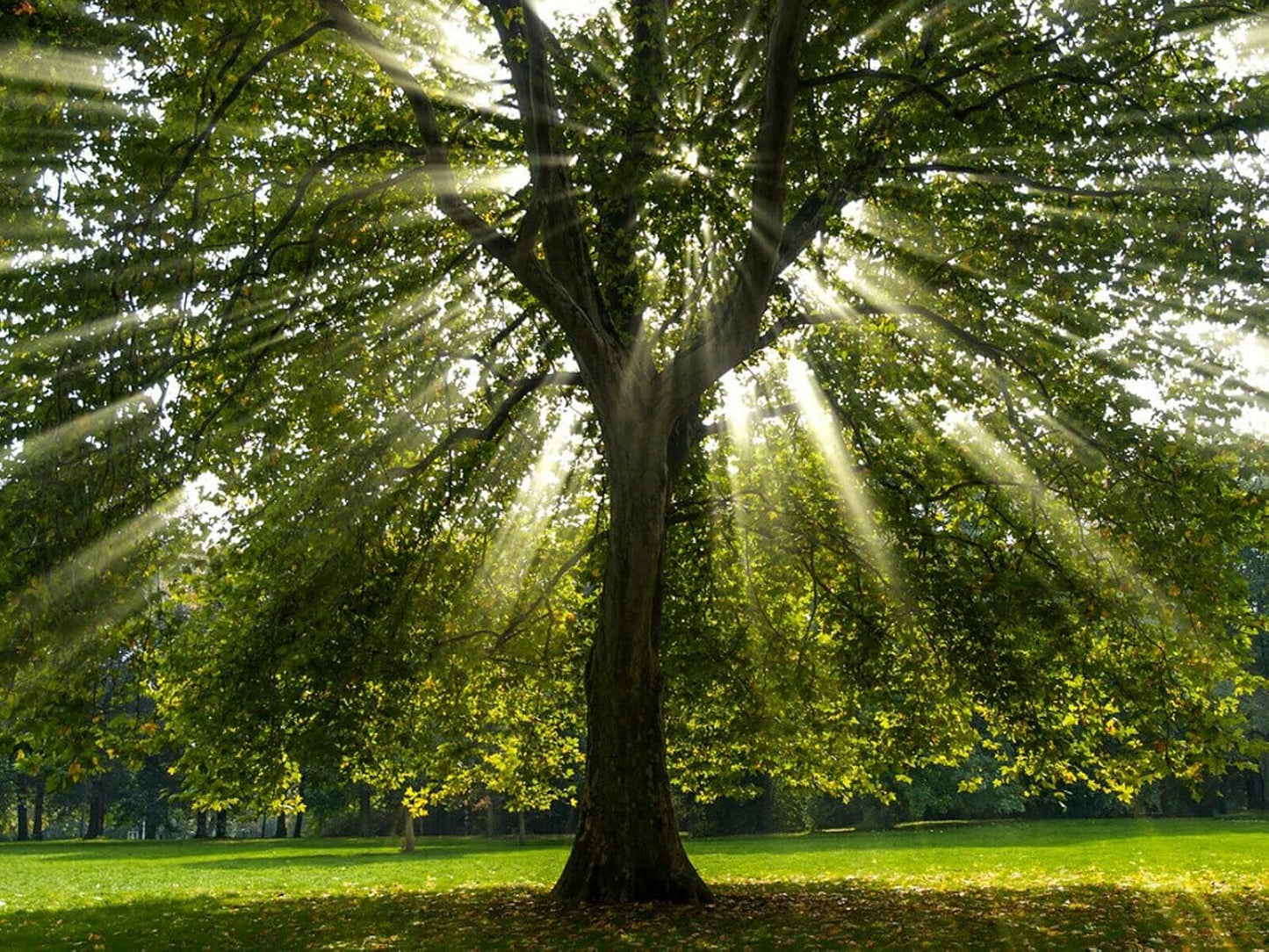 5 American Sycamore Trees - 12-24" Tall Live Plants - Shade Tree Seedlings - Platanus occidentalis - (5 Pack)