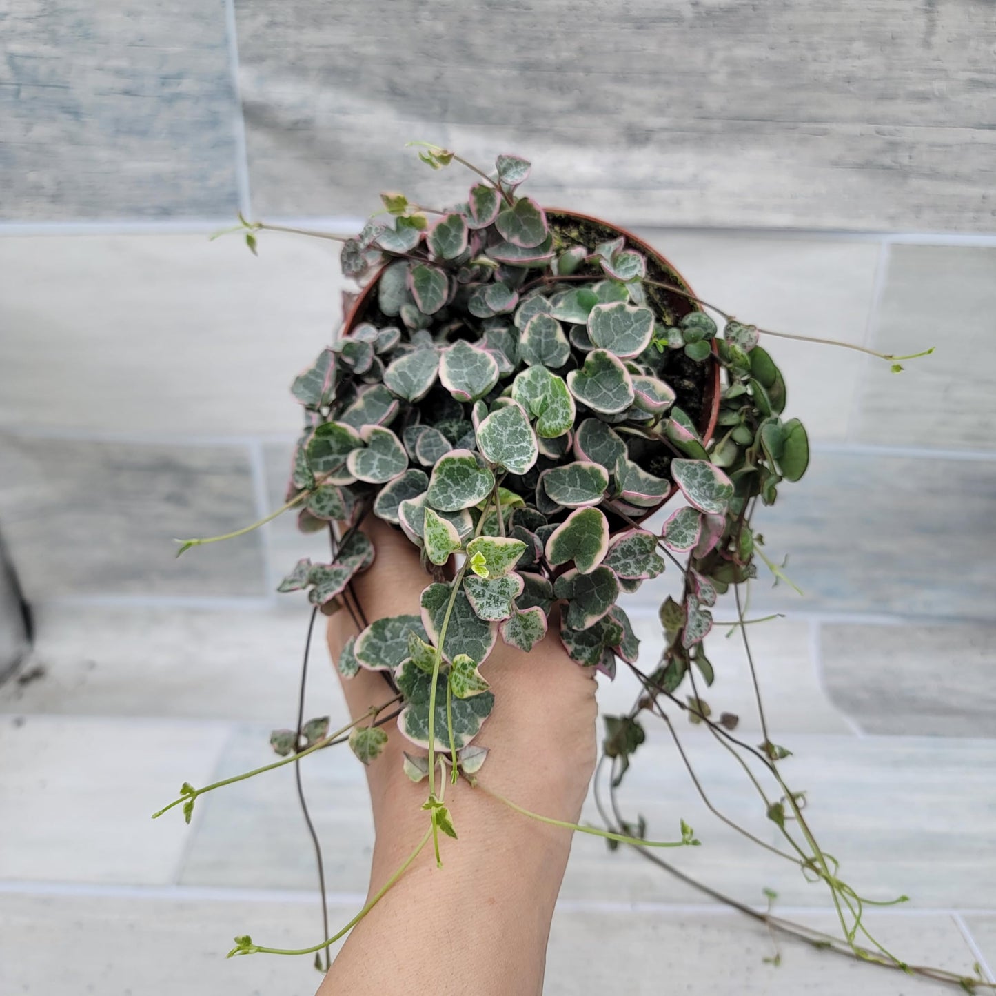Rare Variegated String of Hearts - Ceropegia Woodii Variegata, Live Houseplants in 4" Pot by 3exoticgreen | Indoor Plants, Live Indoor Plants | Variegated Purple Hearts Plant