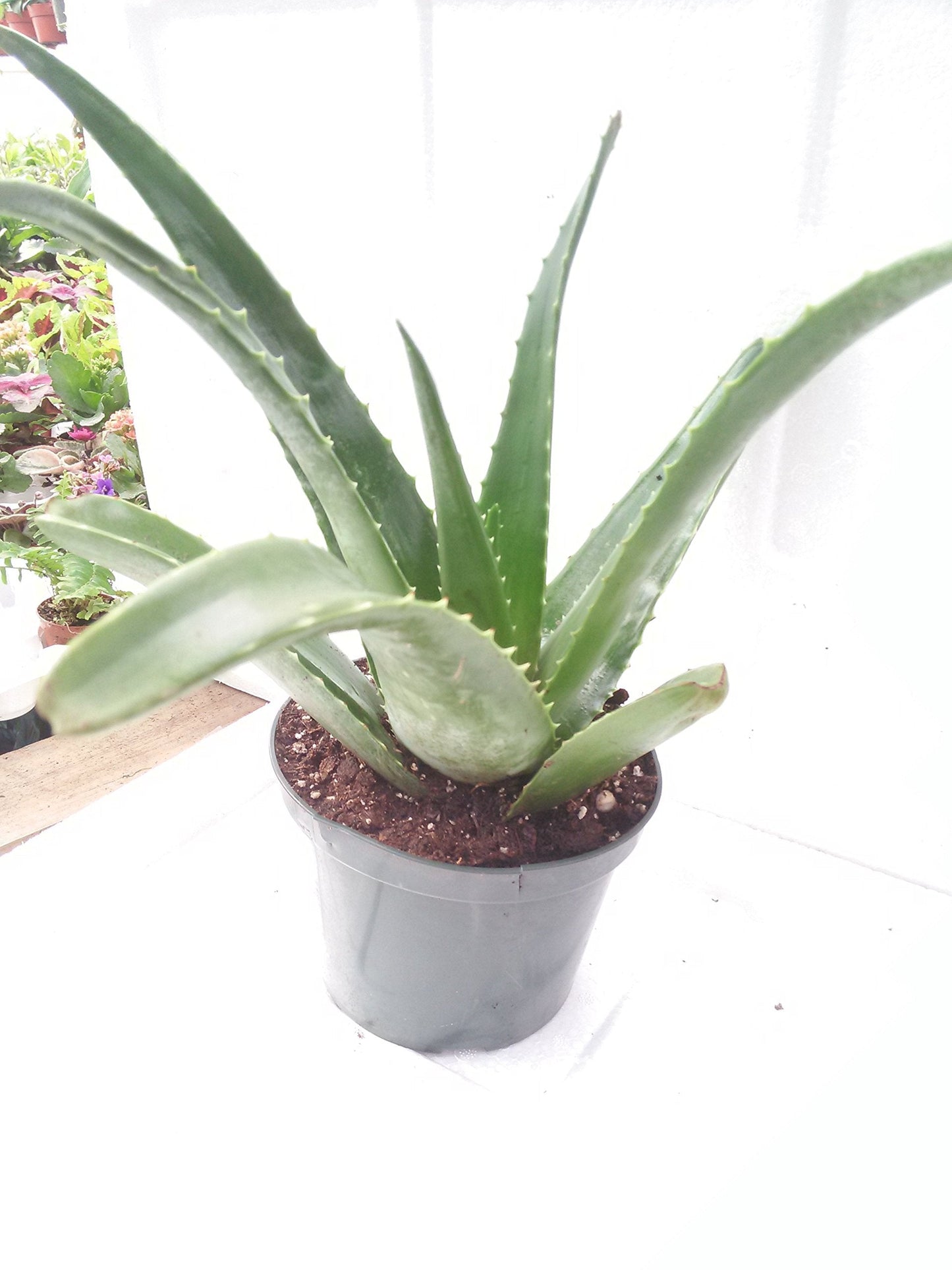 Aloe Vera -Juice Medicinal Tropical Plant Live 6'' pot From Jm Bamboo