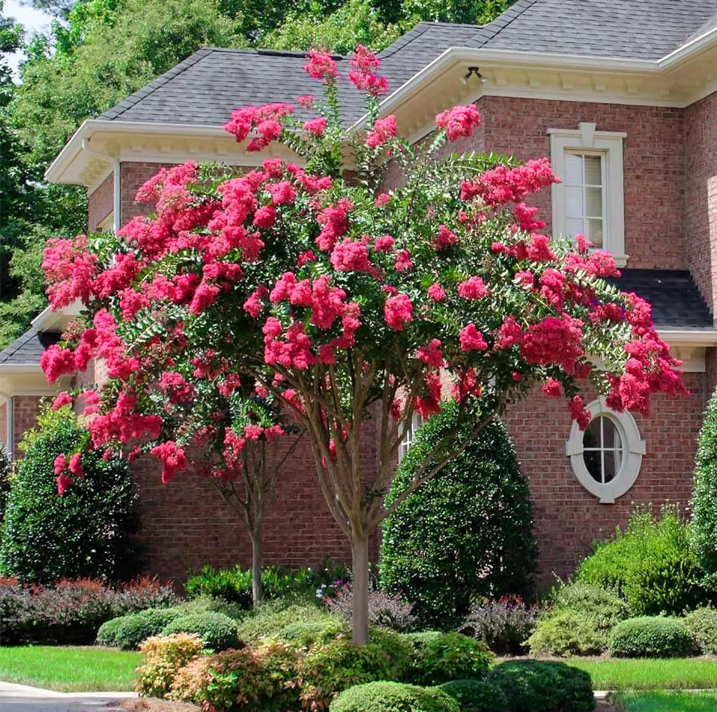 Crape Myrtle Tonto | 1 Extra Large Trade 3 Gallon Plant | Lagerstroemia 'Tonto' | Hardy Fuchsia Blooms | Compact Growth