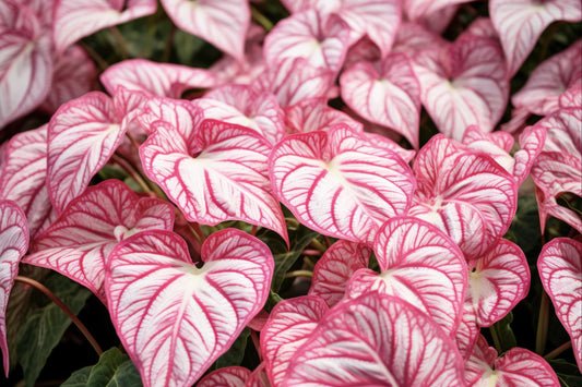10 Gypsy Rose Caladium Bulbs for Planting - Perennial Hosta, Elephant Ears, Fancy (10 Bulbs)