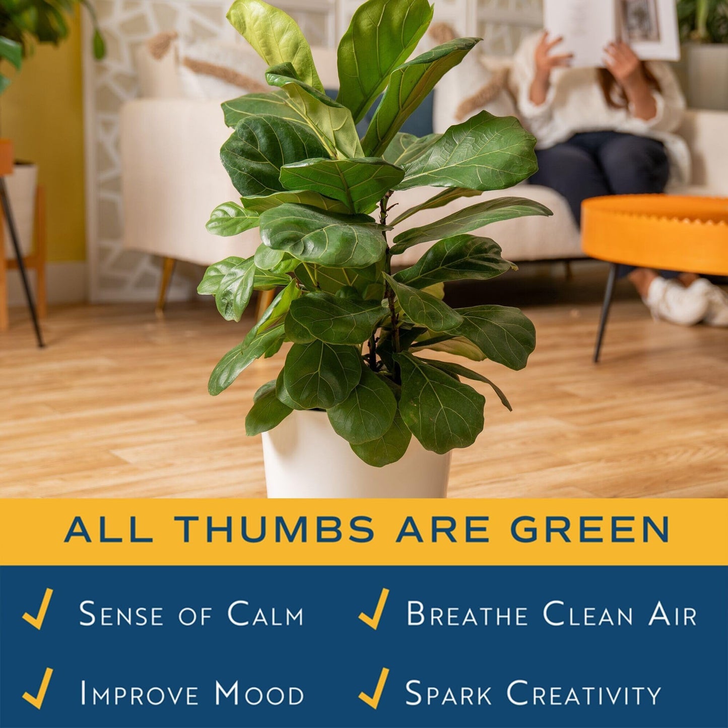 Costa Farms Fiddle Leaf Fig, Live Indoor Plant Ficus Lyrata in Modern Plant Pot, Air Purifying Live Houseplant, Housewarming Gift, Birthday, Room, Home and Office Decor, 2-3 Feet Tall