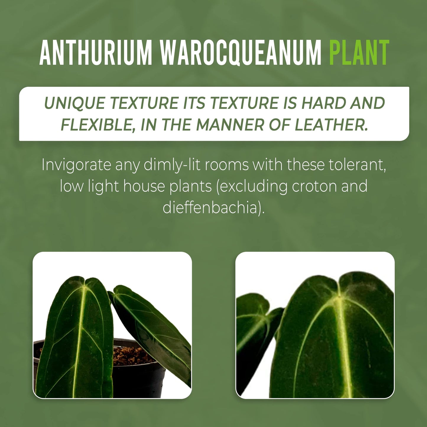 LEAL PLANTS ECUADOR Anthurium Warocqueanum + Veitchii (Pack of 2) Bundle Indoor Plants| Rare Queen & King Anthurium Hybrid|Tropical Premium Houseplants for Home & Office Decor