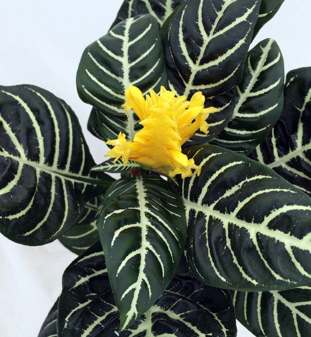 Two Zebra Plant - Aphelandra - Exotic & Unusual House Plant - 4" Pot