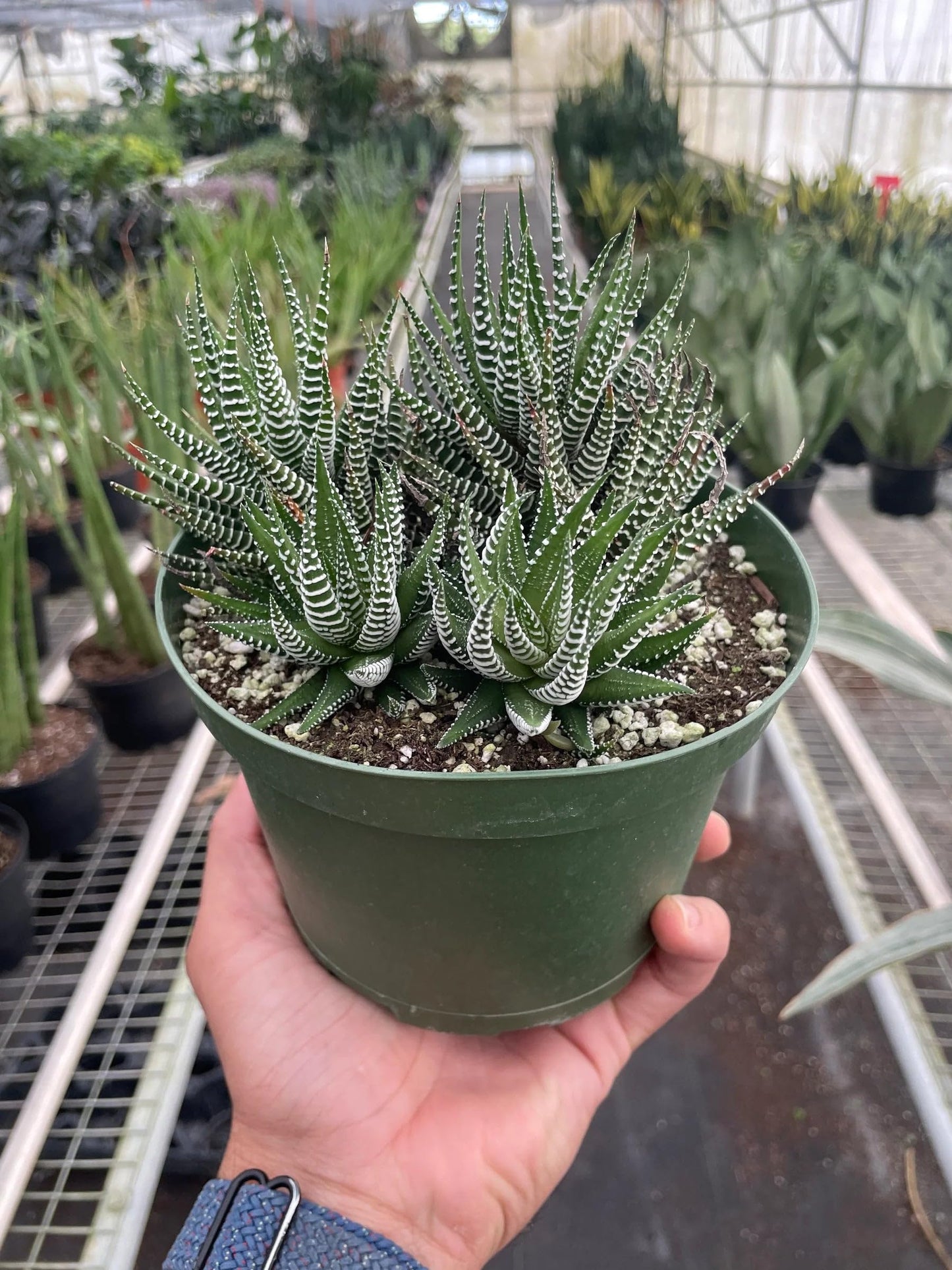 Zebra Succulent in 4in Pot - Live Plants Tropical Houseplants | Variegated | USA Growers | The Snobby Leaf