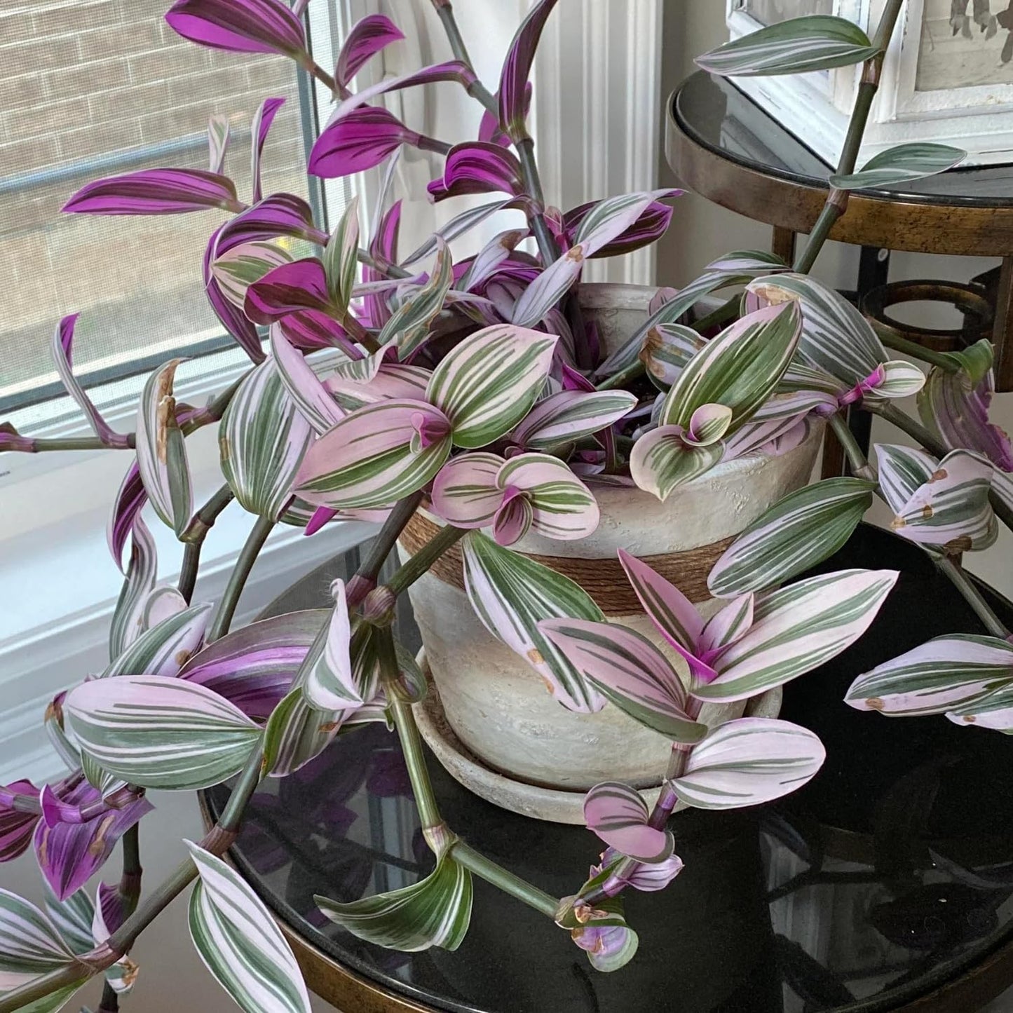 Pink Wandering Jew Live Plant, Pink Tradescantia Nanouk Variegated Wandering Jew Plant, Rare Nanouk Pink Wandering Jew Plant 2 Inch Pot, Pink Wandering Jew Plant Live Houseplants Indoor