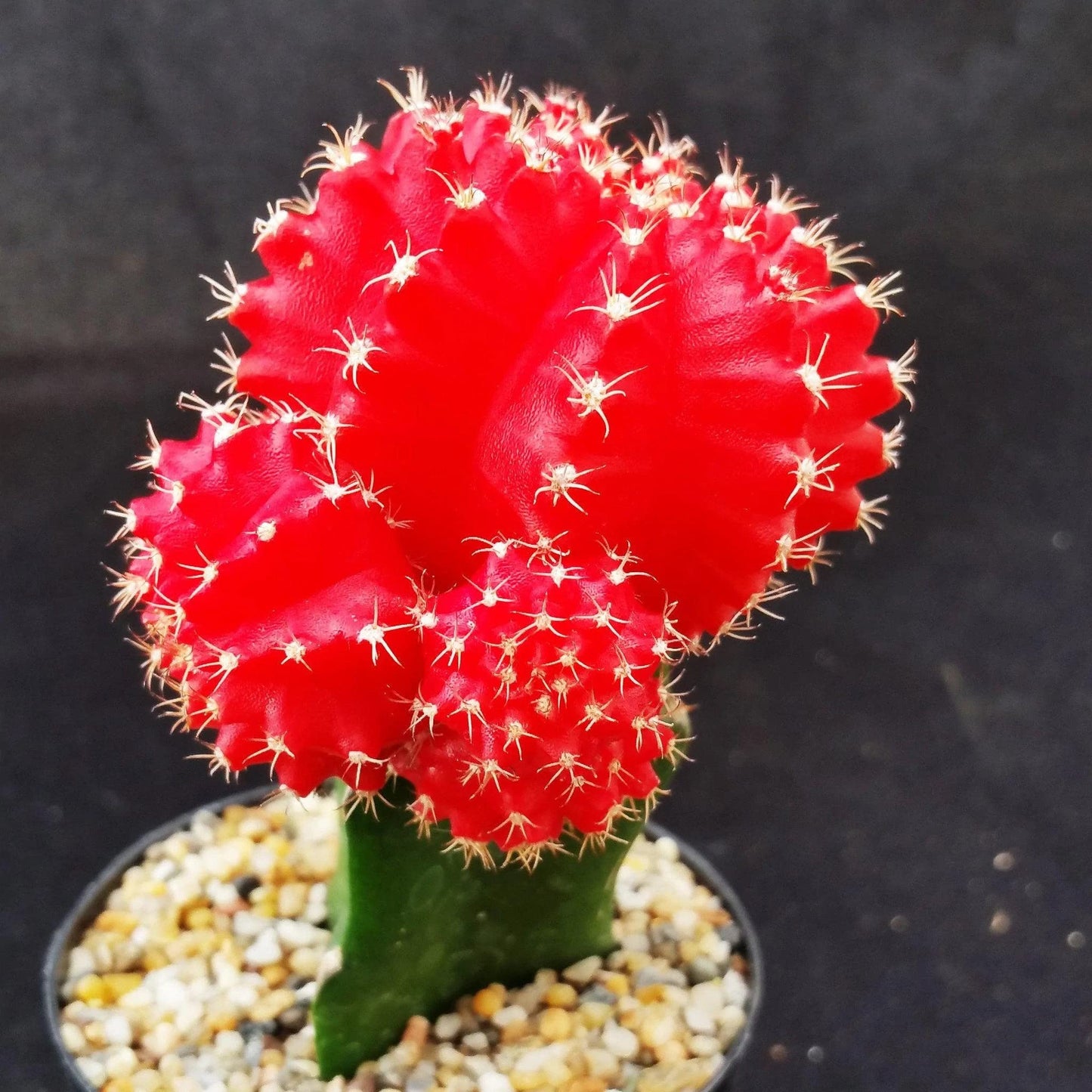 Red Grafted Moon Cactus - Gymnocalycium mihanovichii Hibotan Cacti Cactus Succulent Real Live Plant