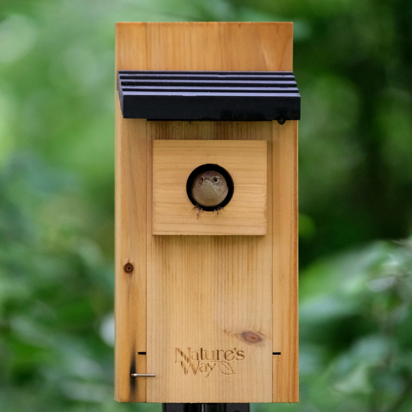 Nature’s Way Cedar Bluebird & Cavity Nesting House, Predator Guard, Ventilated Design & Easy Access Clean-Out Panel, Natural Wood