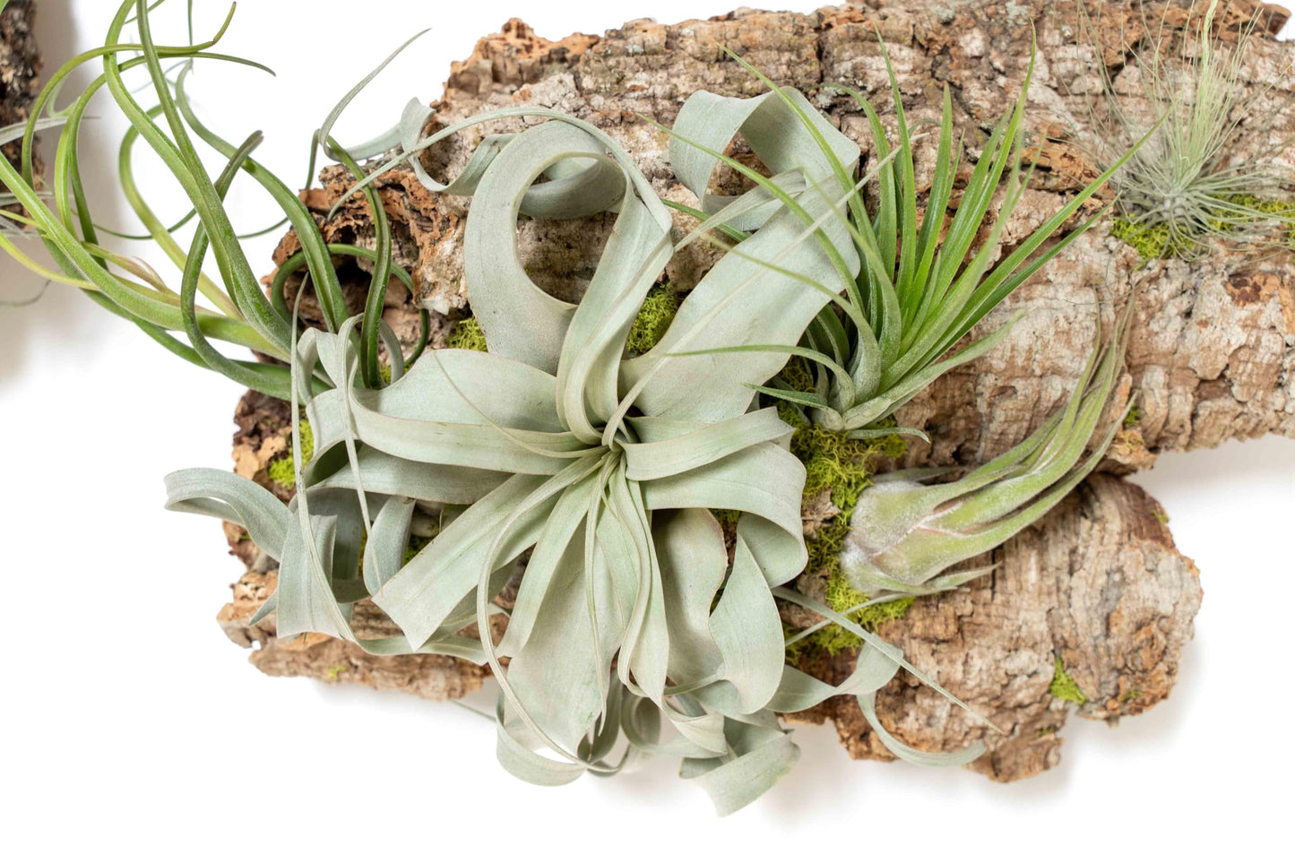 Air Plant Shop Fully Assembled Air Plant Cork Bark Displays - Wholesale and Bulk - Succulents - Live Tillandsia - Easy Care Indoor and Outdoor House Plants (Extra Large)
