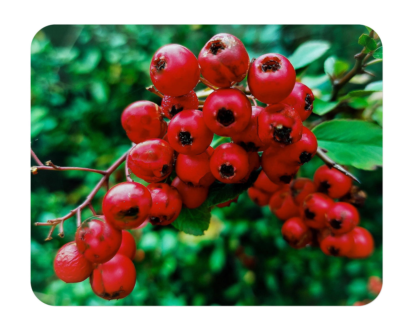 Scarlet Firethorn - Pyracantha coccinea - Live Shrub Plant - Red Berry White Flower - Emerald Goddess Gardens - Starter Sz 4 Inch Pot