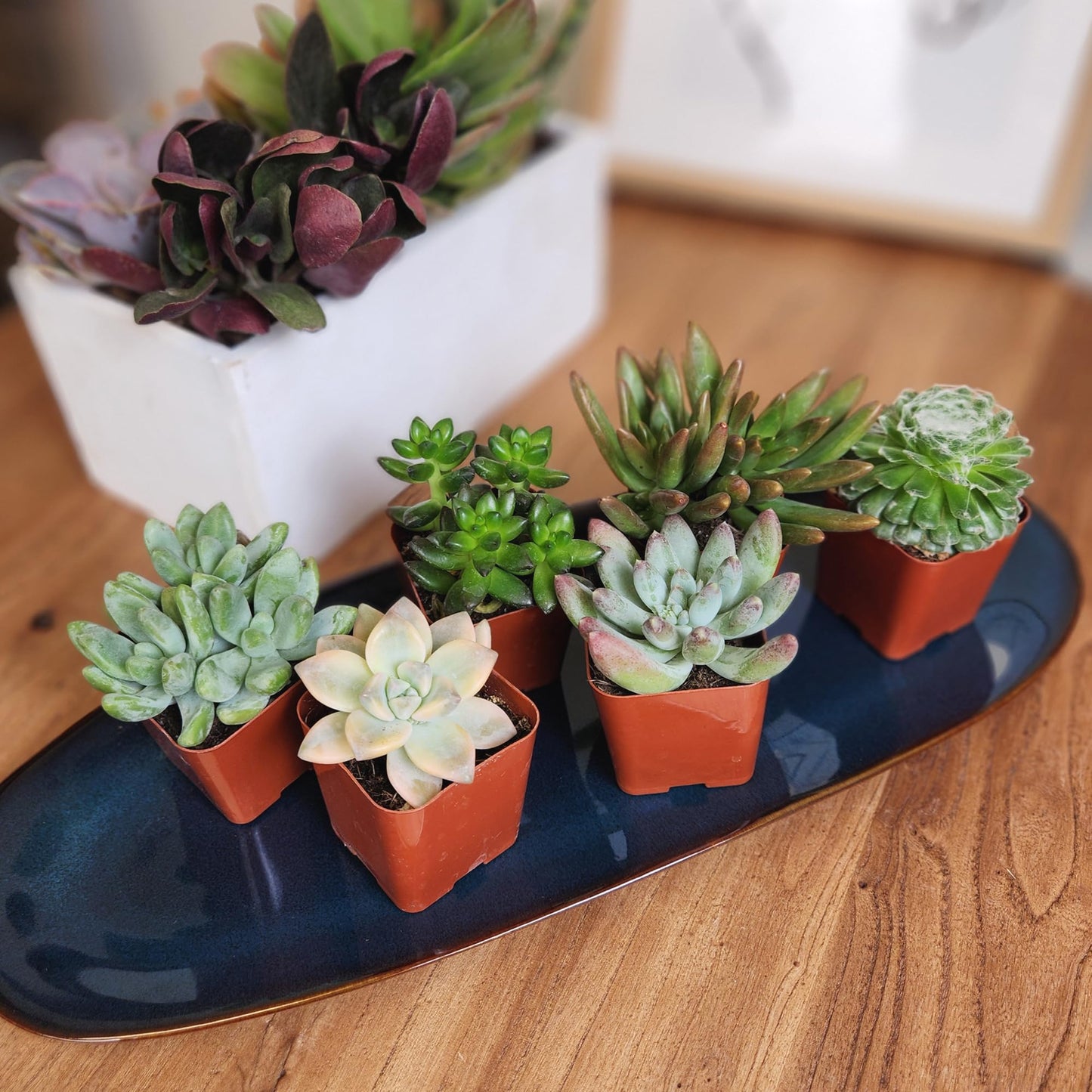 Altman Plants Specialty Live Succulent Plant (6 Pack), No Duplicates, Assorted Succulents Featuring Unique Colors & Shapes, 2 in Pots