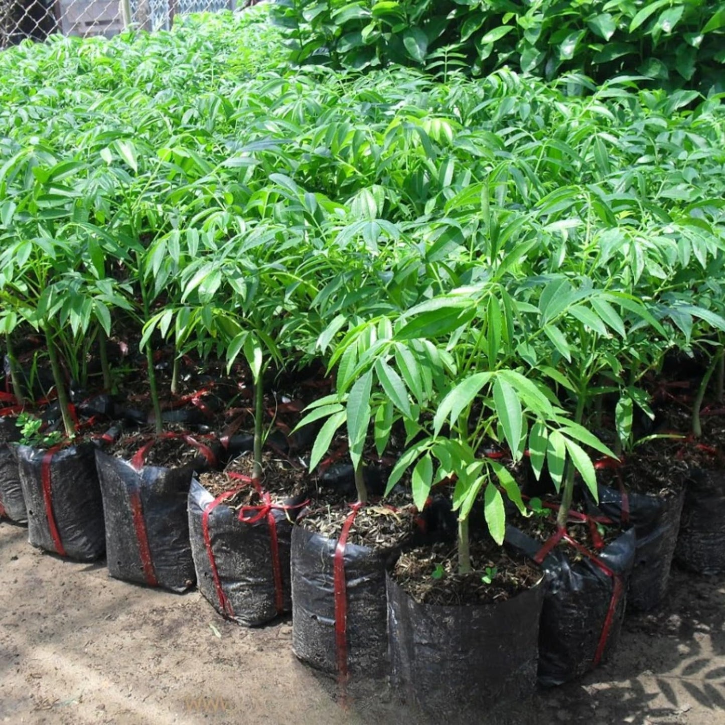 2-3Ft June Plum Tree Live Plant, 3 Years Old Tropical June Green Plum Fruit Trees, Zones 10-11 Outdoor Planting