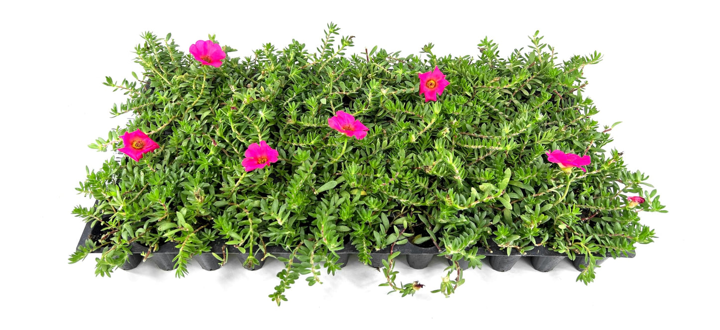 Purslane Hot Pink Plants | 3 Live Seedlings | Portulaca grandiflora | Bright Pink Succulent Flowers | Spreading Ground Cover for Sunny Spaces