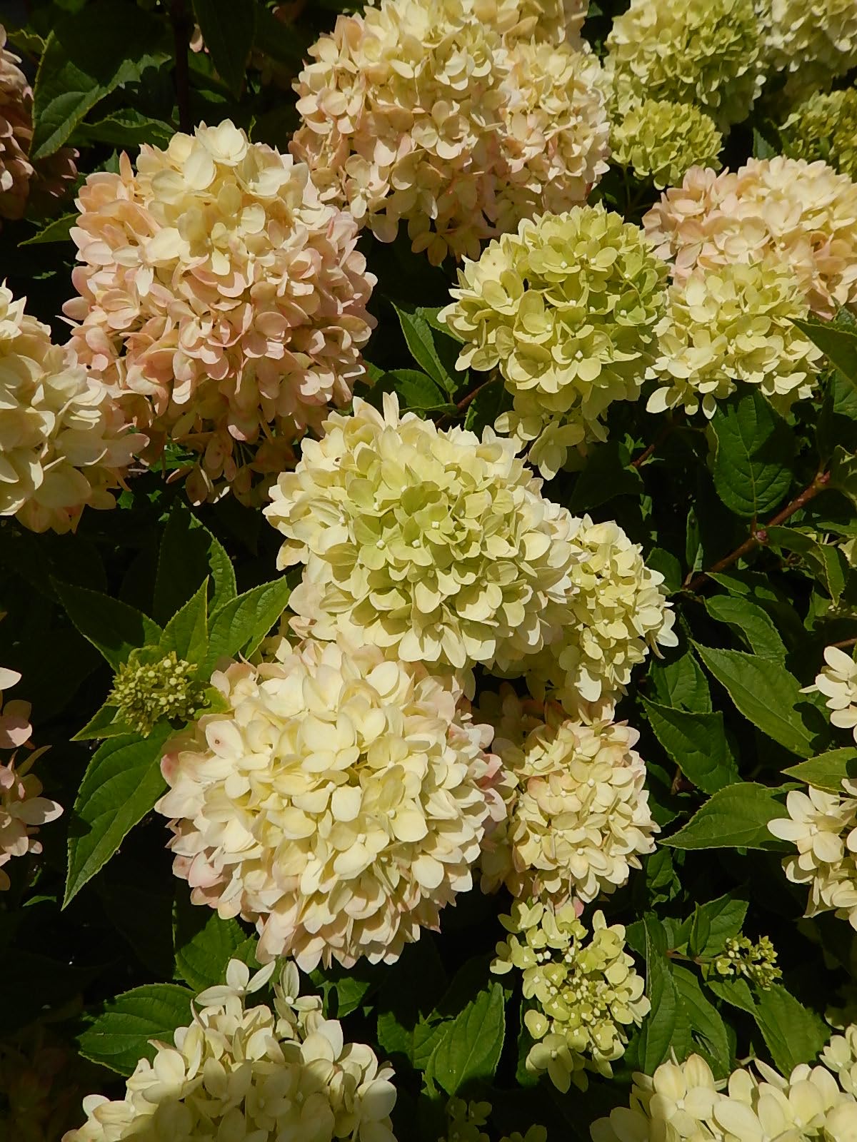 Live Plant from Green Promise Farms - Little Lime Panicle Hydrangea #2 Gallon Size Container Green Flowers - Plant Does NOT Ship to AZ, CA, HI, ID, MT, NV, OR, PR, UT & WA!!!