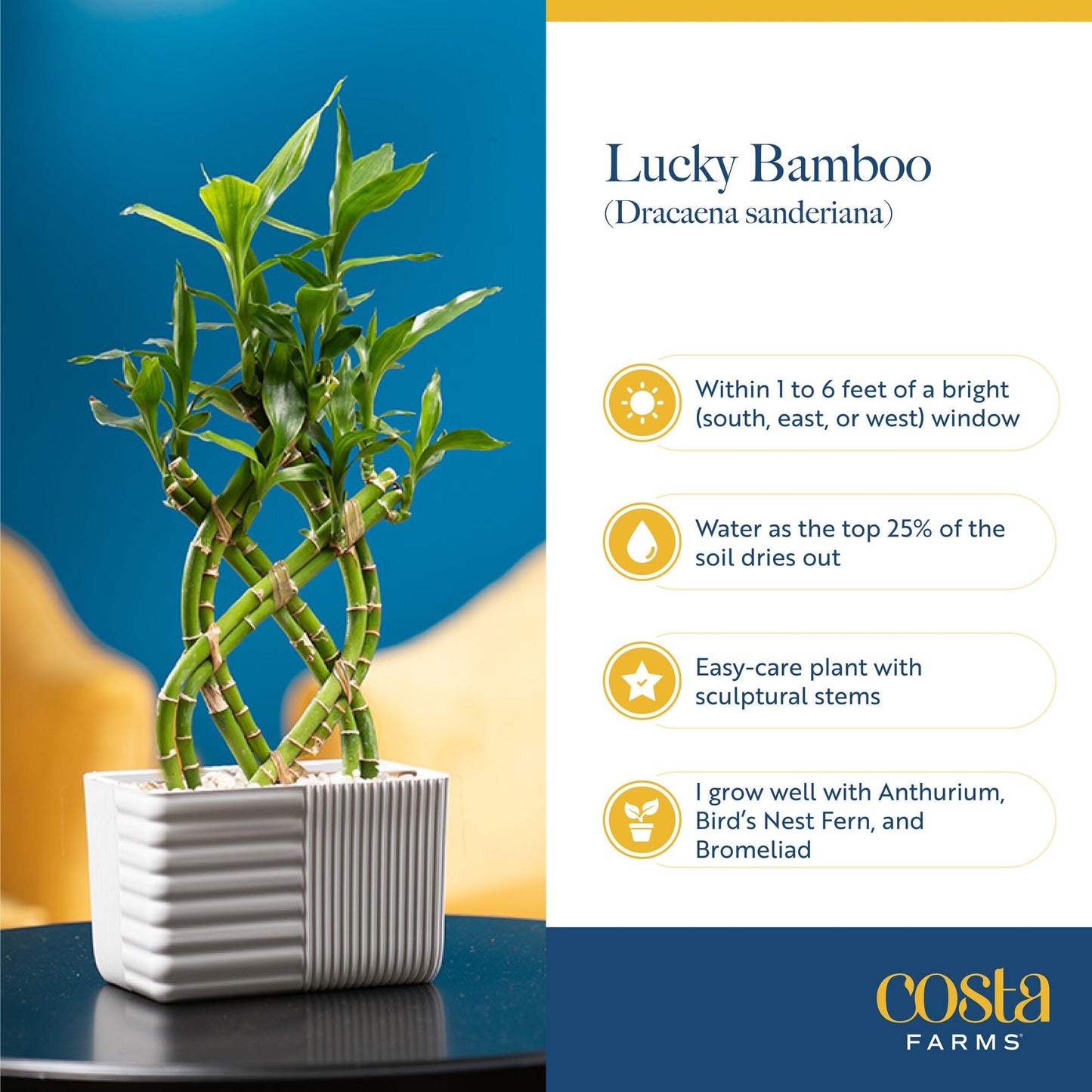 Costa Farms Lucky Bamboo Plant, Easy to Grow Live Houseplant in Indoor Bamboo Pot, Potting Mix, Grower's Choice, Birthday Gift, Home, Office, Plant Shelf Zen Room Decor, 12-Inches Tall