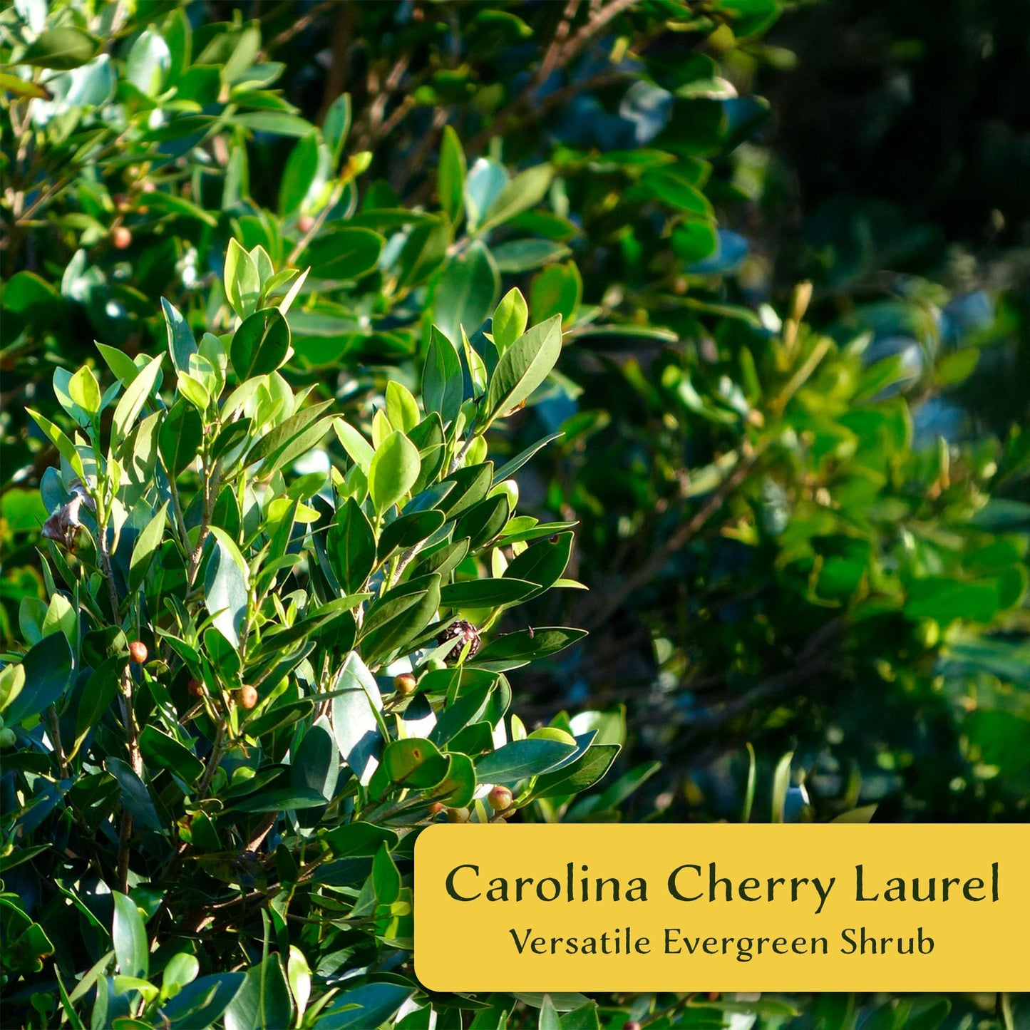 6 Carolina Cherry Laurel in 2.5” Nursery Cubes (Prunus caroliniana) | Evergreen Screening Shrub or Small Tree for Hedges, Borders & Wildlife | Ready-to-Plant Live Starter Plants