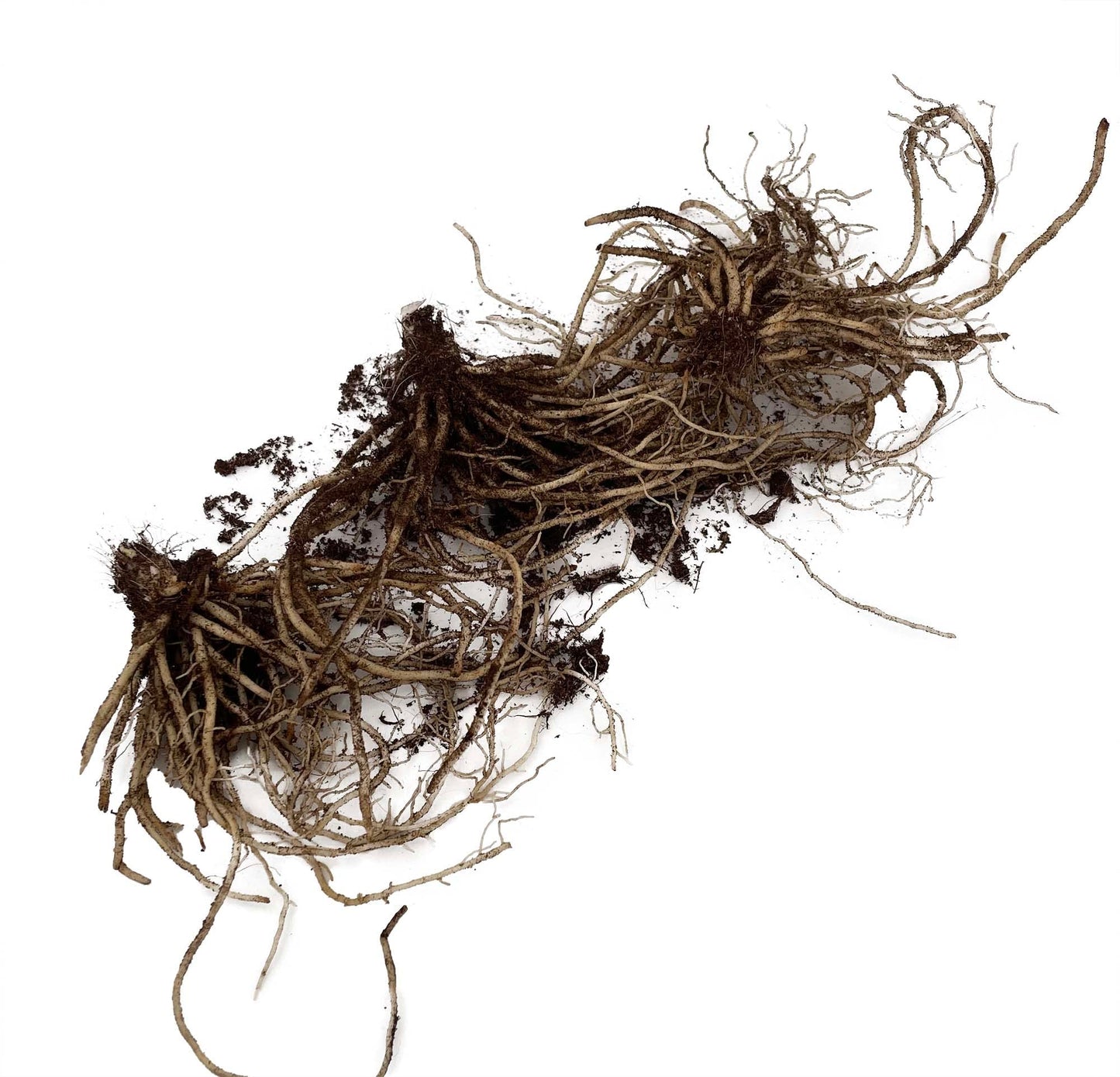 3 White Feather Hosta Roots-Grown/Shipped by Hirts
