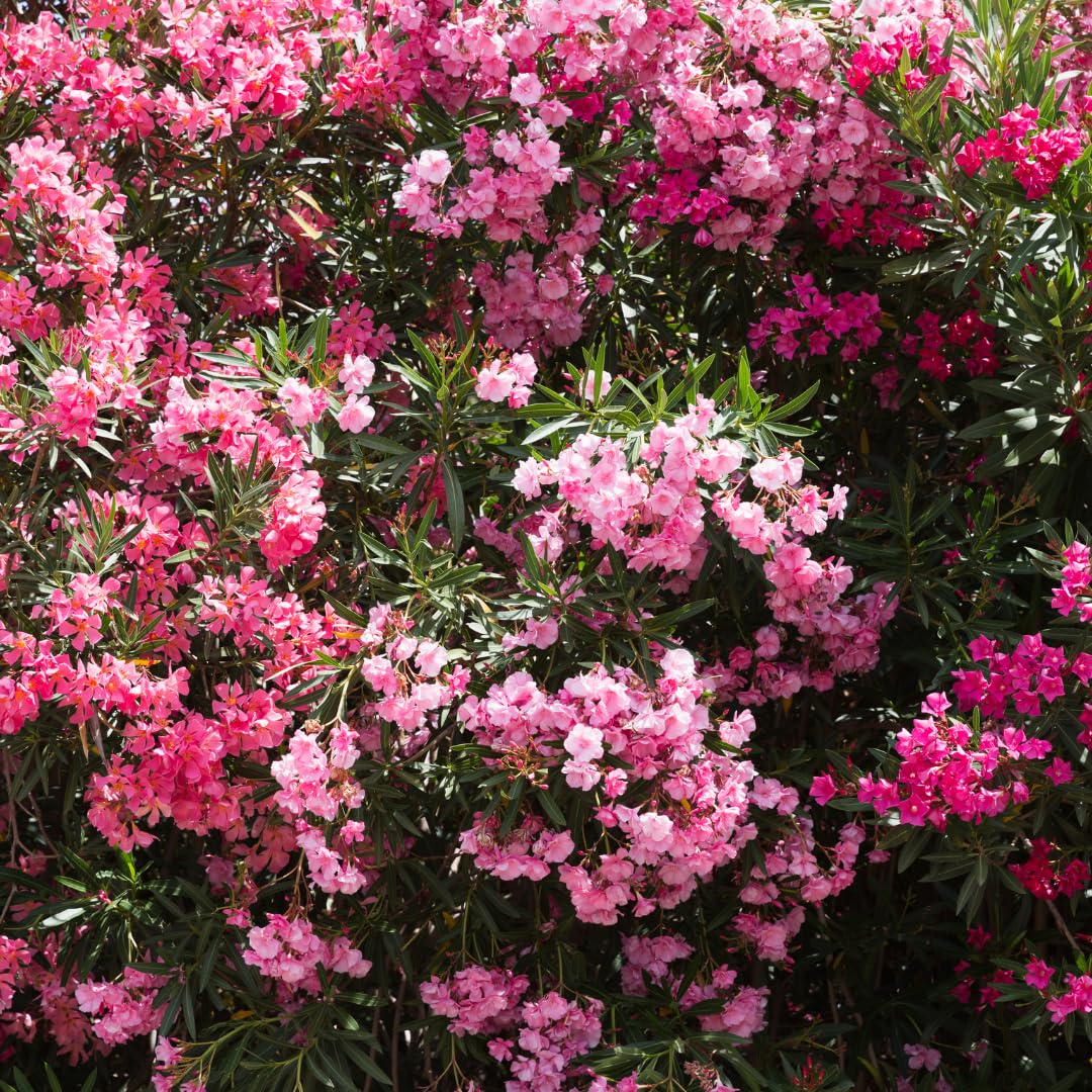 2 Live Pink Oleander Plants, Flowering Bush, 4-7 Inches Tall, Well Rooted for Planting