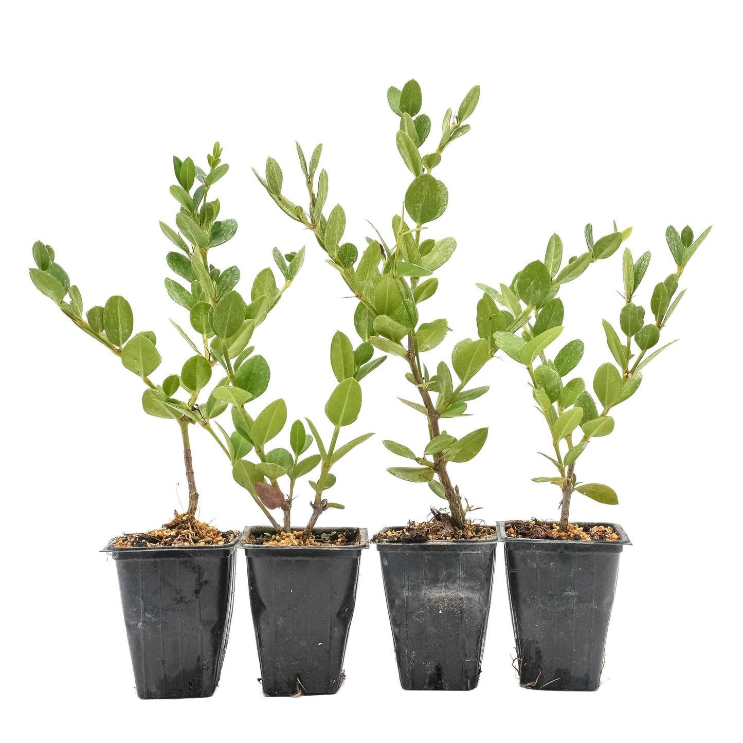 4 Green Carpet Natal Plum in 3.5" Nursery Cubes | Carissa ‘Green Carpet’ | Low-Growing Evergreen Groundcover for Landscapes, Slopes & Borders | Live Starter Plants