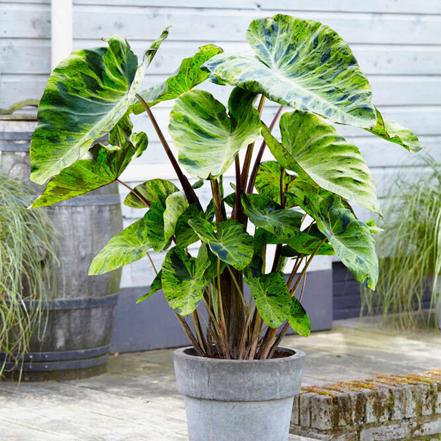 Garden State Bulb Premium Mojito Elephant Ear Bulbs, 7/9 inches, Spring Planting (Bag of 2)
