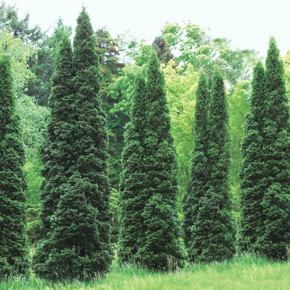 Live Plant - Thuja Green Giant Arborvitae Tree - Live Plant - 24-36" Tall - Trade Gallon Pot