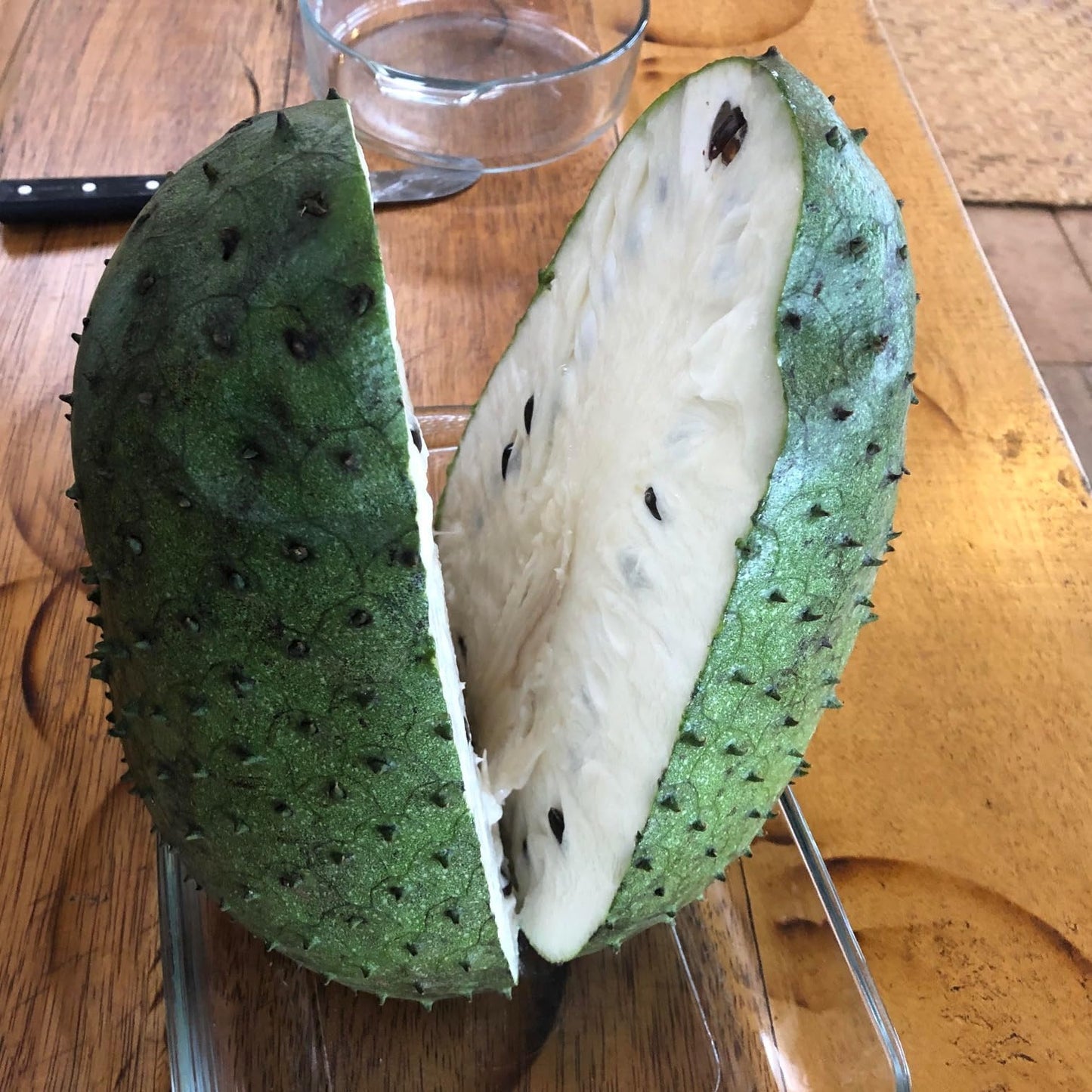 Soursop Tree (ANNONA MURICATA) Tropical Live Fruit Tree 12″-24″