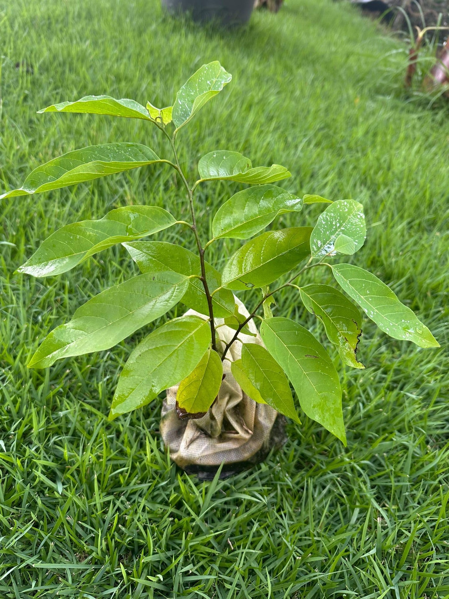 Red Custard Apple Tree – 8–12 in Live Tropical Fruit Tree Seedling (Annona reticulata L) | Naturally Grown from Seed | Sweet, Creamy Red-Fleshed Fruit | Rare Fast-Growing Live Plant