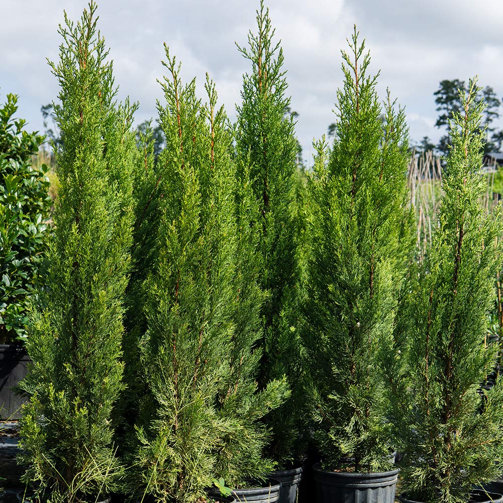 Italian Cypress 1-2'