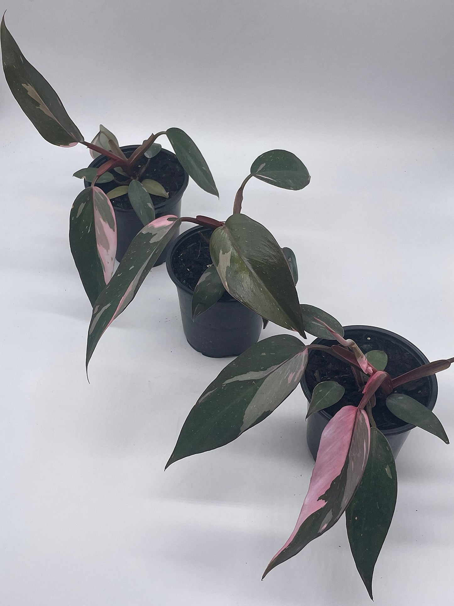 BubbleBlooms Philodendron Pink Princess in a 4 inch Pot Extremely Rare House Plant
