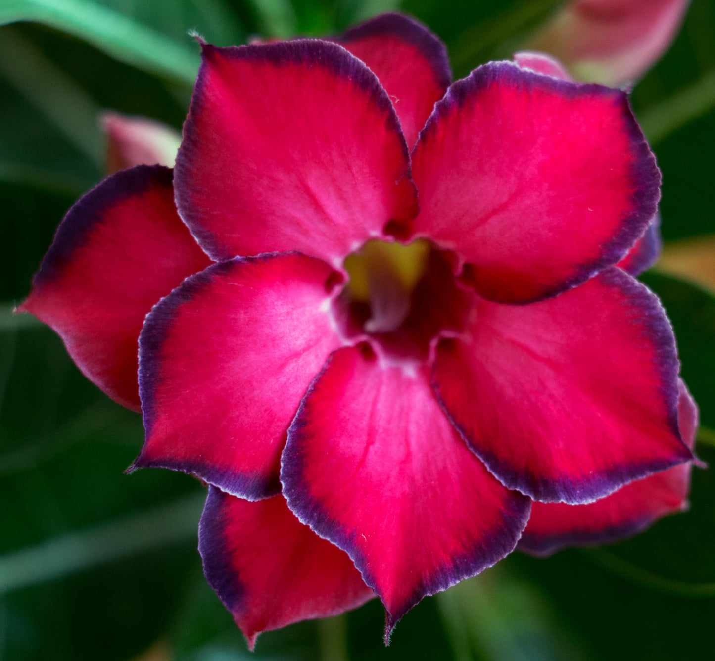 100 Desert Rose Seeds for Planting Mixed Color Ready to Grow Adenium Obesum Seed Exotic Succulent Colorful Bonsai Plant Tropical Rose Flower Planting Non-GMO Heirloom (100, Seeds)