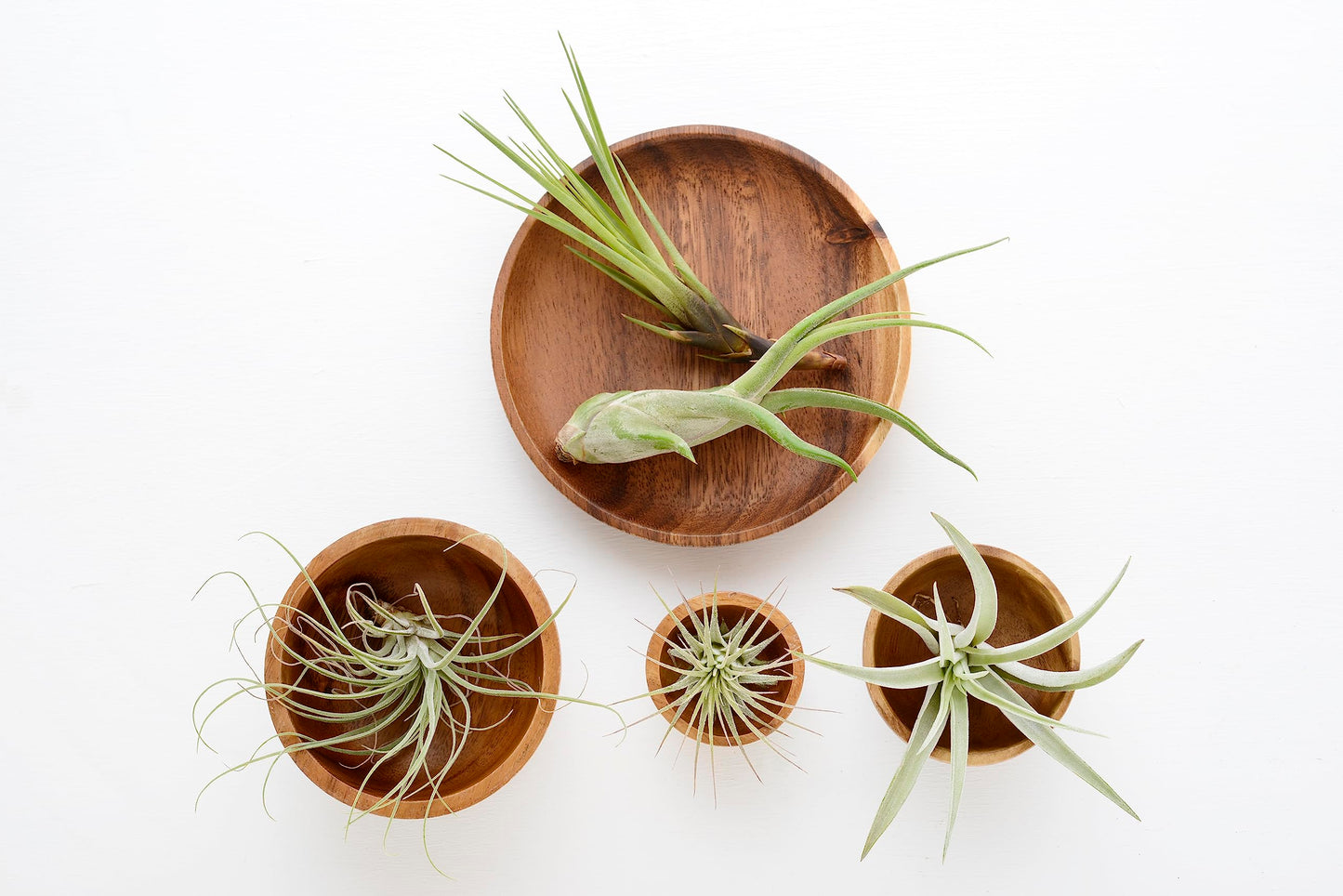 Air Plant Low Light House Plants Box 10PK, Tillandsia Air Plants Live Houseplants Live Indoor Plants Live Succulents Plants Live Terrarium Plants Live, Air Plant Holder Airplant Kit by Plants for Pets