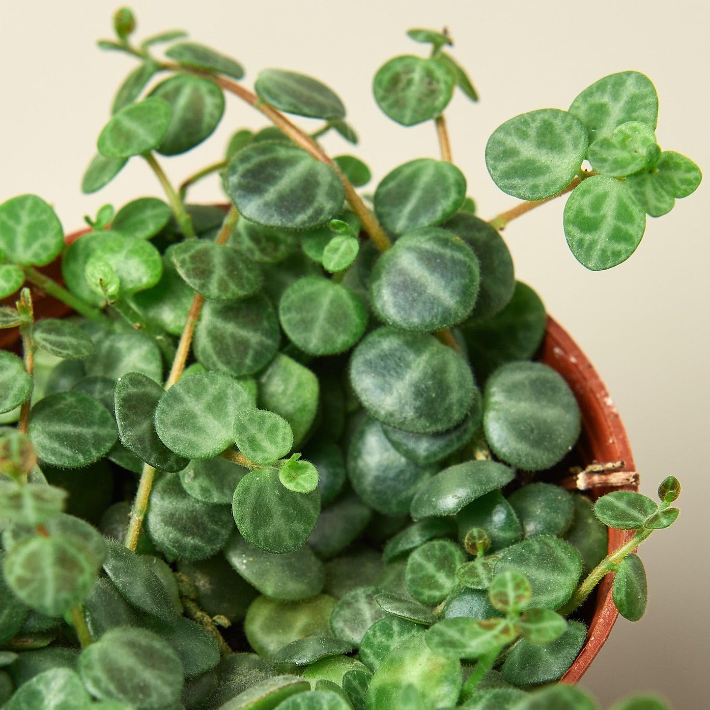 Peperomia Prostrata 'String of Turtles' | Live Plant for Indoor & Outdoor | for Living Room, Office, Bathroom | (4" Pot)