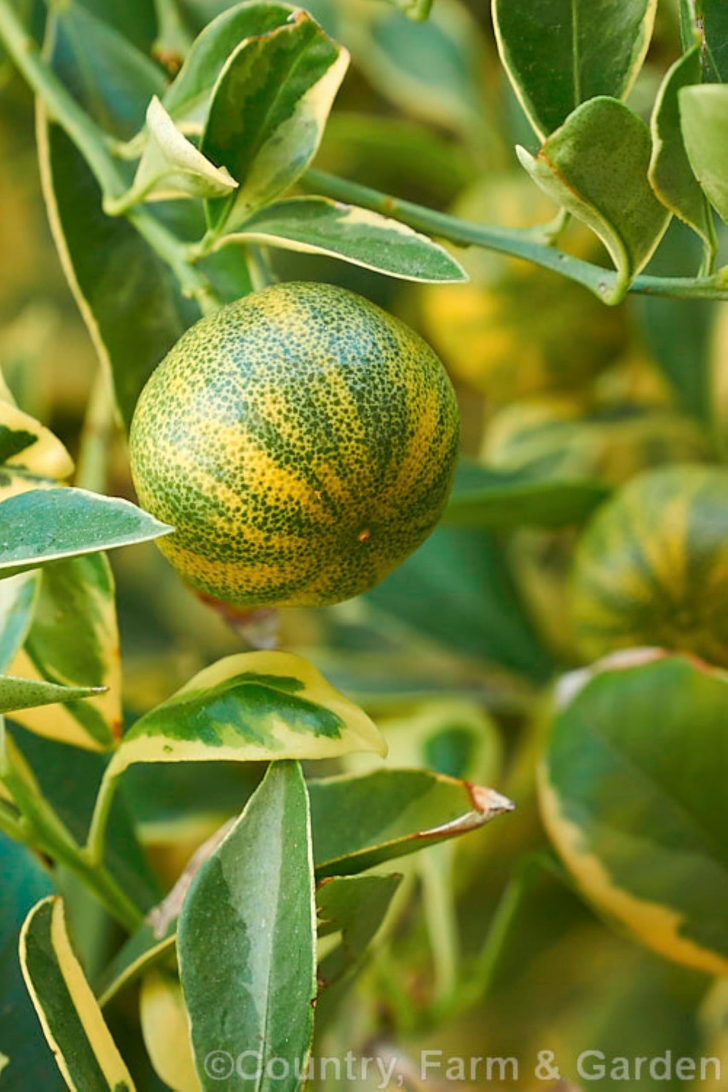 California only! Variegated Calamondin Calamansi Semi-Dwarf Tree, 24-36" Tall, grafted