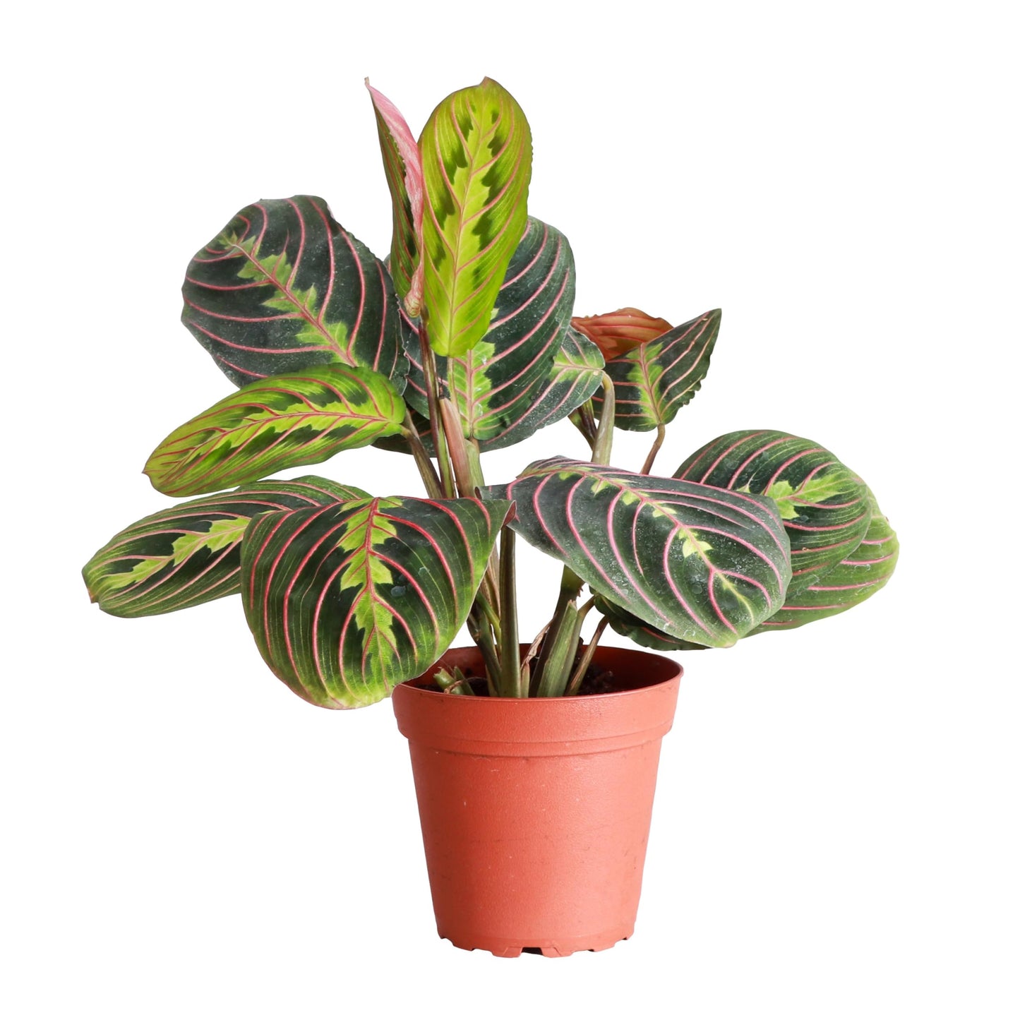 Thorsen's Greenhouse Red Prayer Plant, Live Indoor Plant, Pet Friendly, Popular Houseplant, Red Maranta, Easy to Grow, 4" Diameter Pot (Nursery Pot)