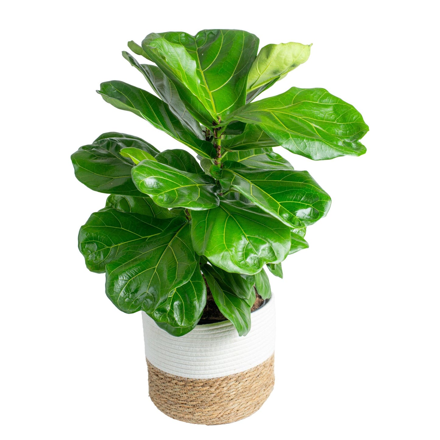 Costa Farms Fiddle Leaf Fig, Live Indoor Ficus Lyrata House Plant Potted in Modern Decor Planter, Floor Plant in Potting Soil Mix, Housewarming Gift, Room, Home, Office Decor, 2-3 Feet Tall