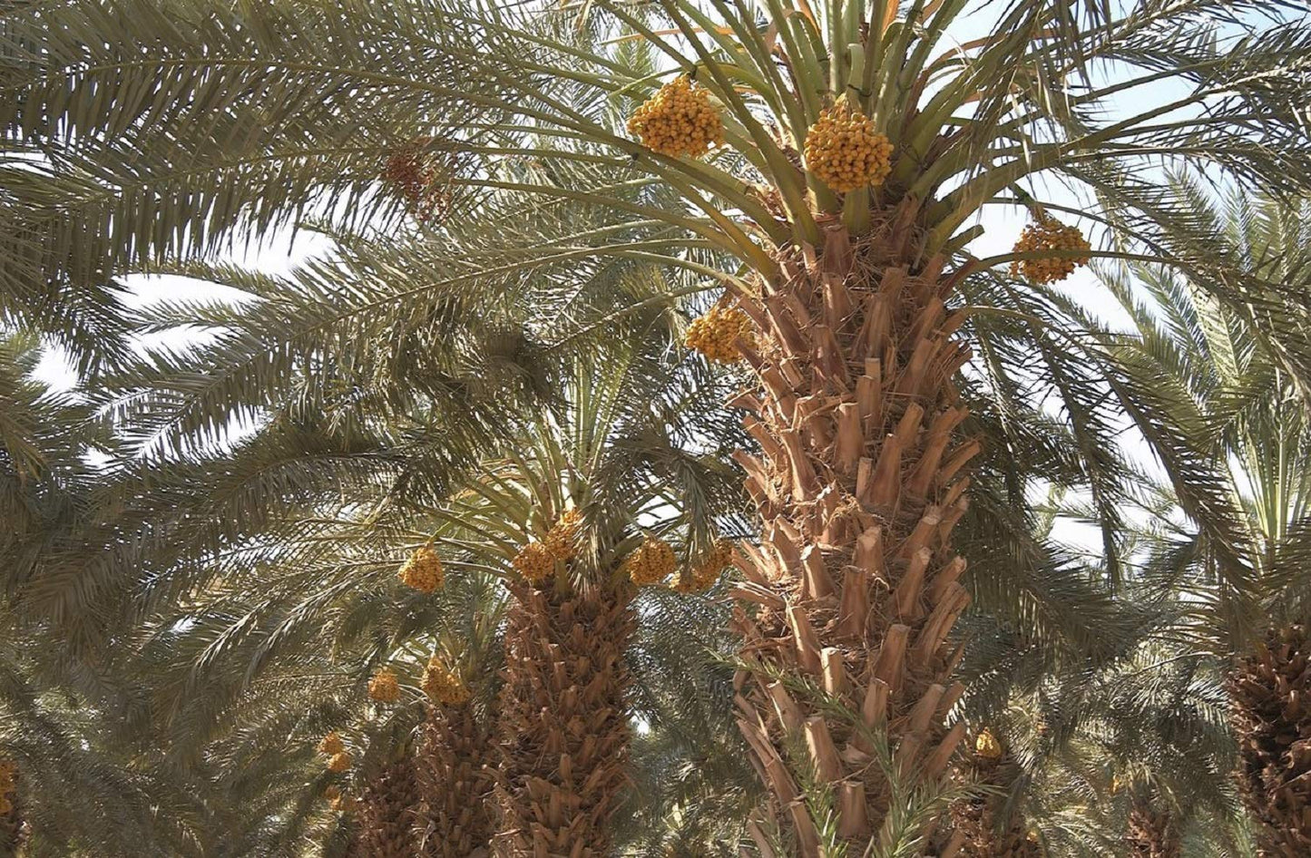 10 Medjool Date Palm Seeds, Pits, Phoenix dactylifera Large Fruit Mejhool Dates
