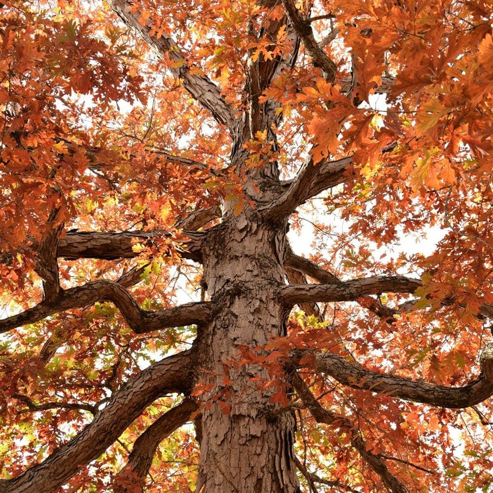 Oak Tree Live Plant, Oak Shades Tree in Quart Pot, Dormant in Winter, 6-12'' Tall, Ready to Grow Seedlings (White Oak)